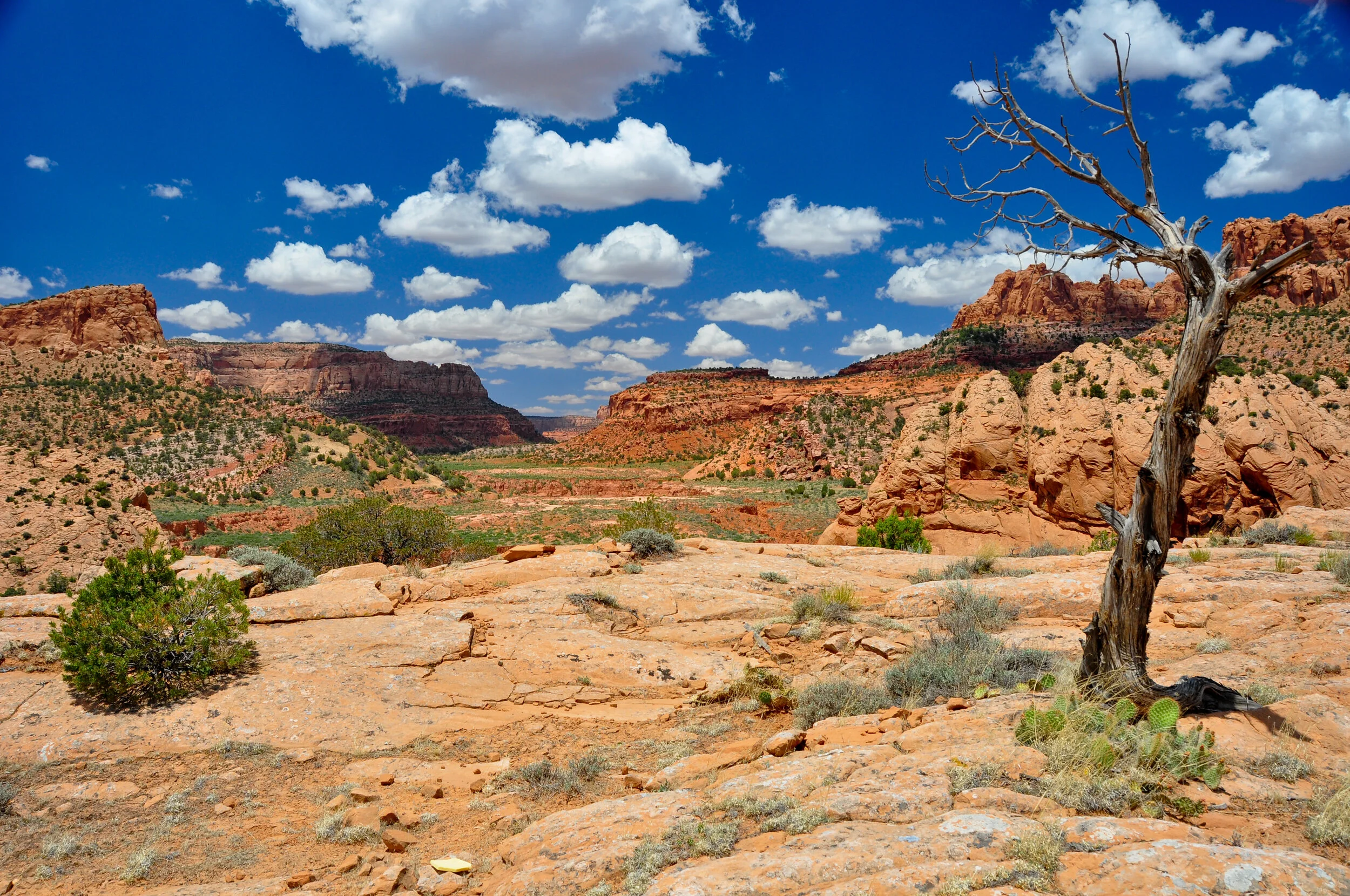 A desert landscape with red rock formations, a leafless tree, and scattered shrubs under a blue sky with fluffy white clouds.