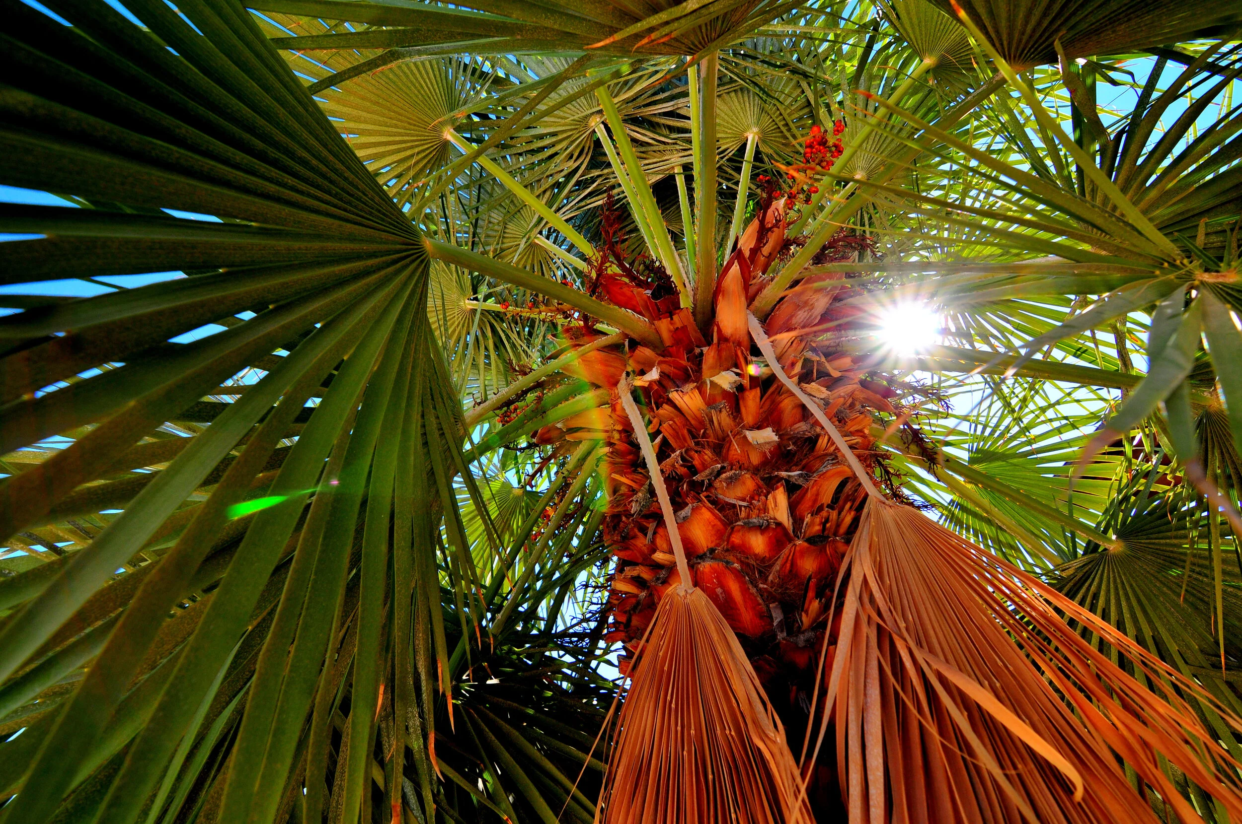 Looking up at a palm tree with green and brown fronds, sunlight shining through the leaves.