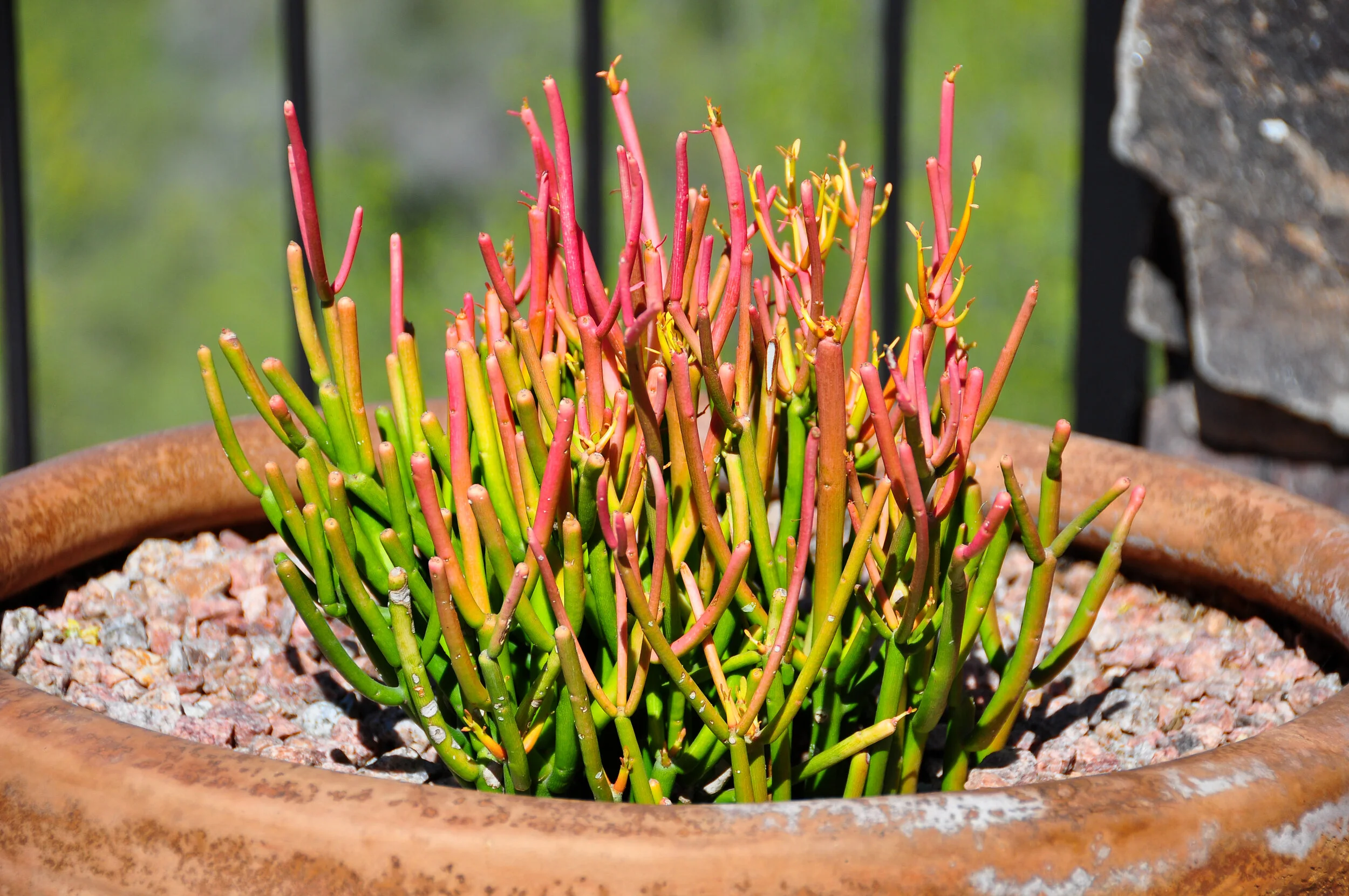 Colorful succulent plant with pink and green stems in a large terracotta pot filled with gravel, outdoors near a stone wall.