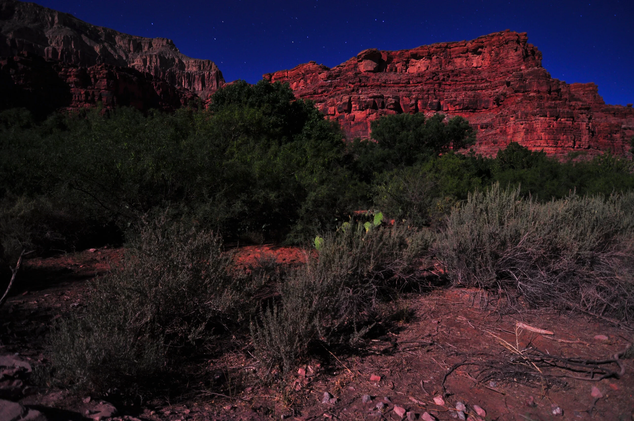 Nighttime view of a desert landscape with red rock formations and green bushes under a starry sky.