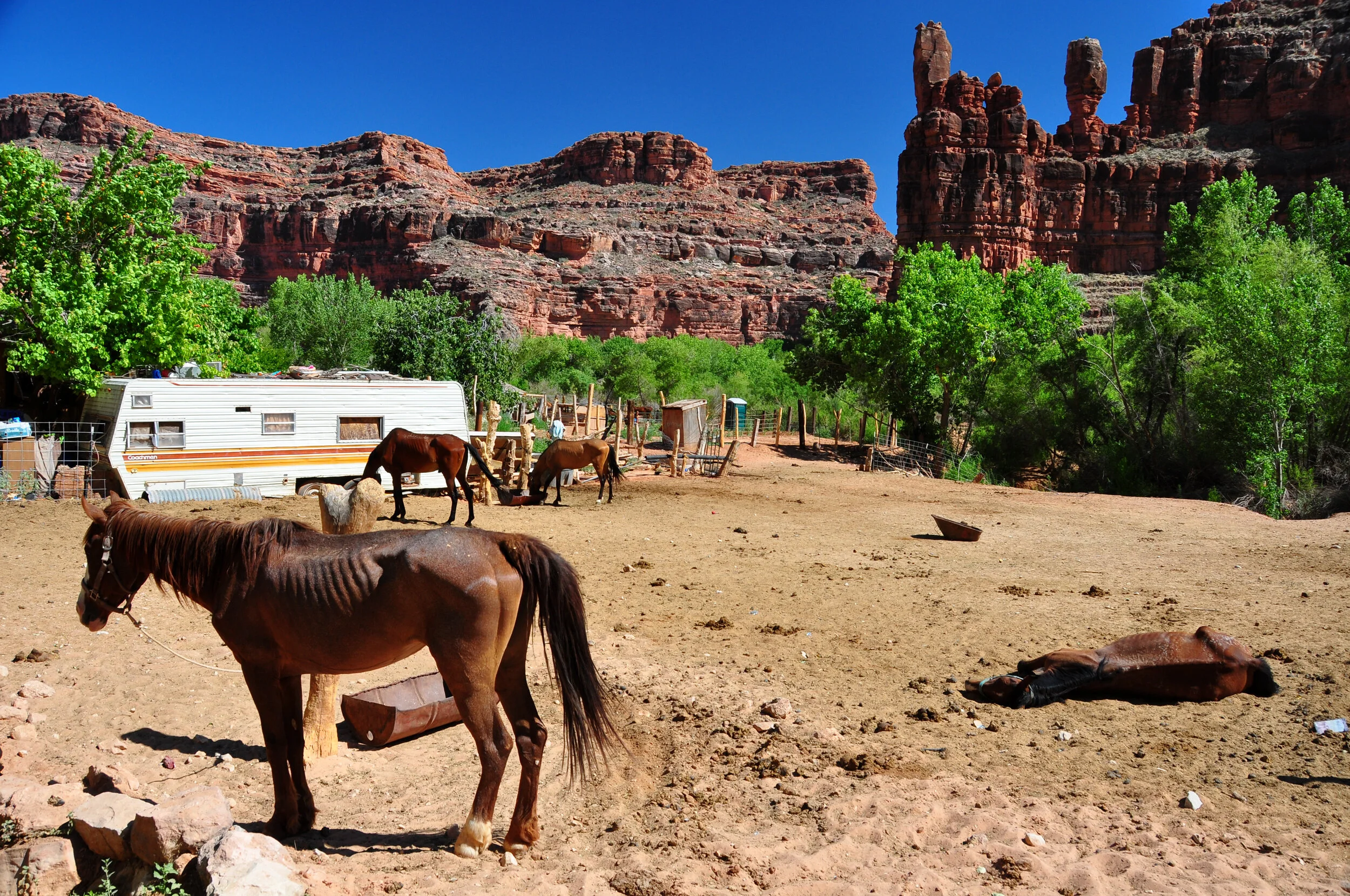 A dirt horse farm with brown horses, green trees, a white camper, and red rock formations in the background under a clear blue sky.