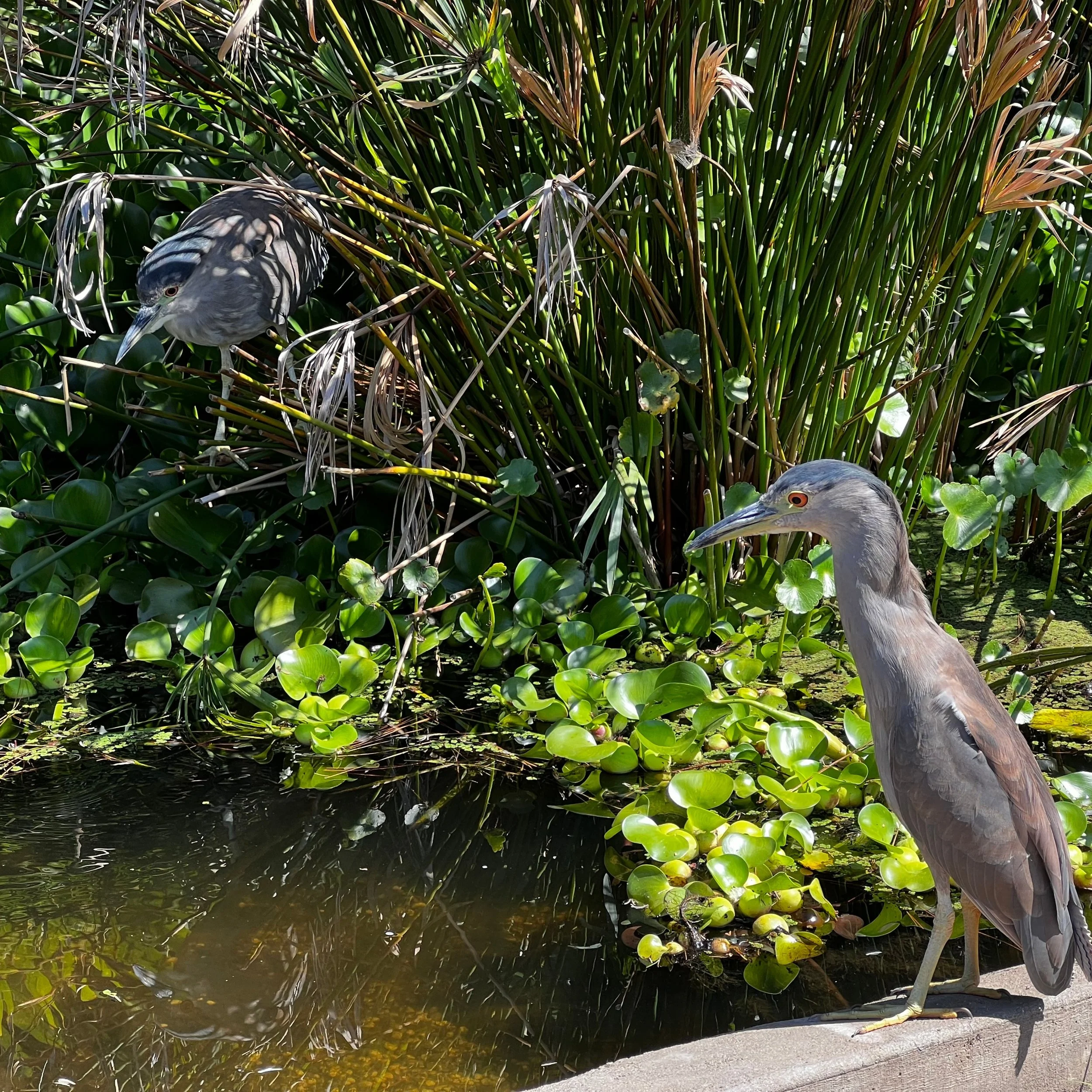 Summer Camp Session 5 - Creature Features: Animals and Their Amazing Adaptations
