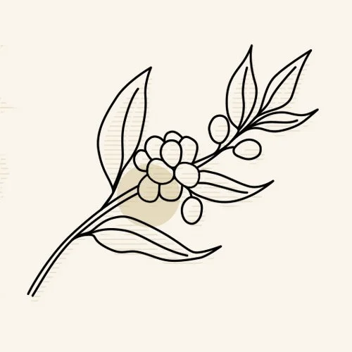 Line drawing of a coffee plant with leaves and berries on a plain background.