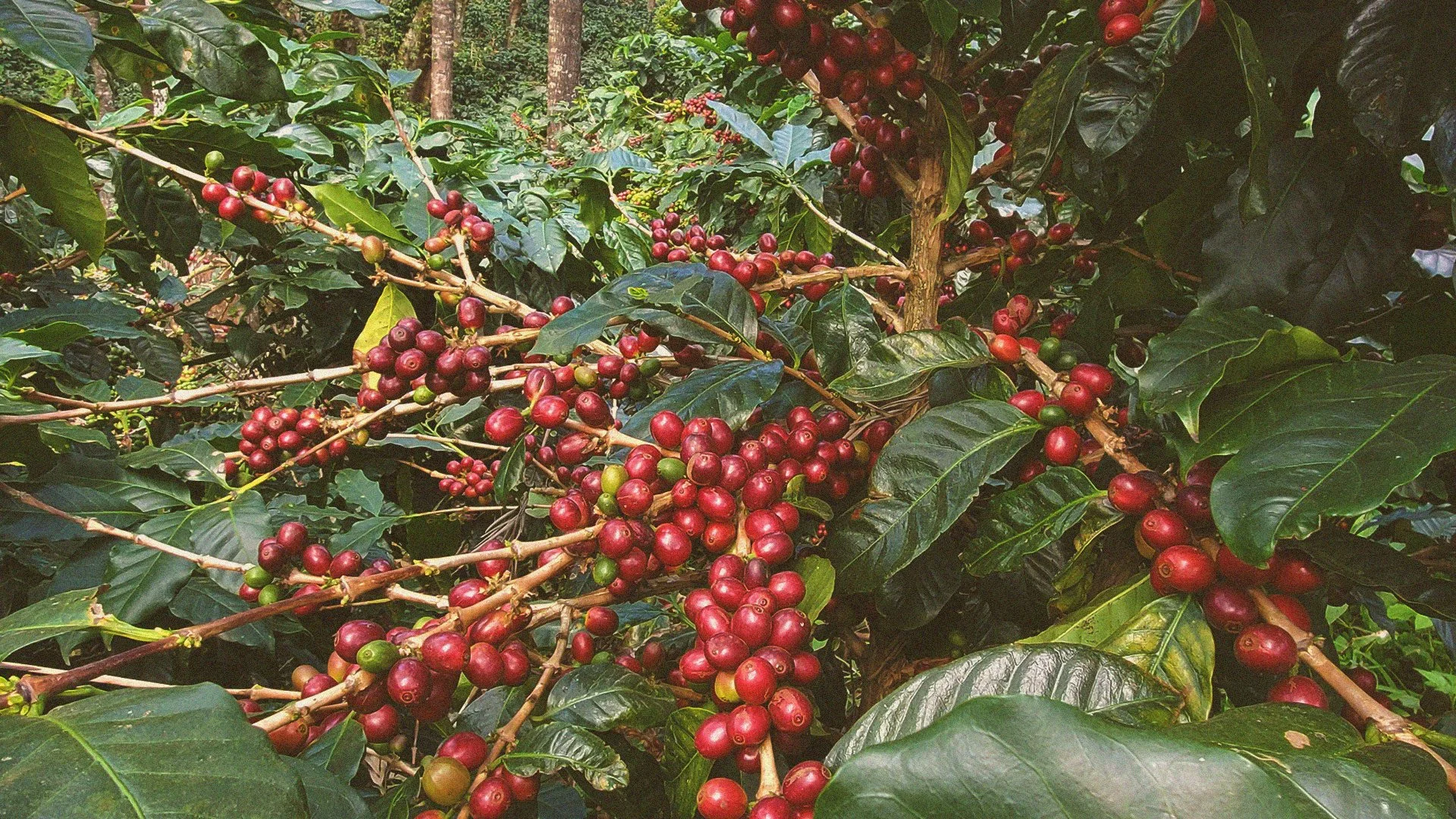 Close-up of coffee plant branches with clusters of ripe and unripe coffee cherries surrounded by large green leaves.