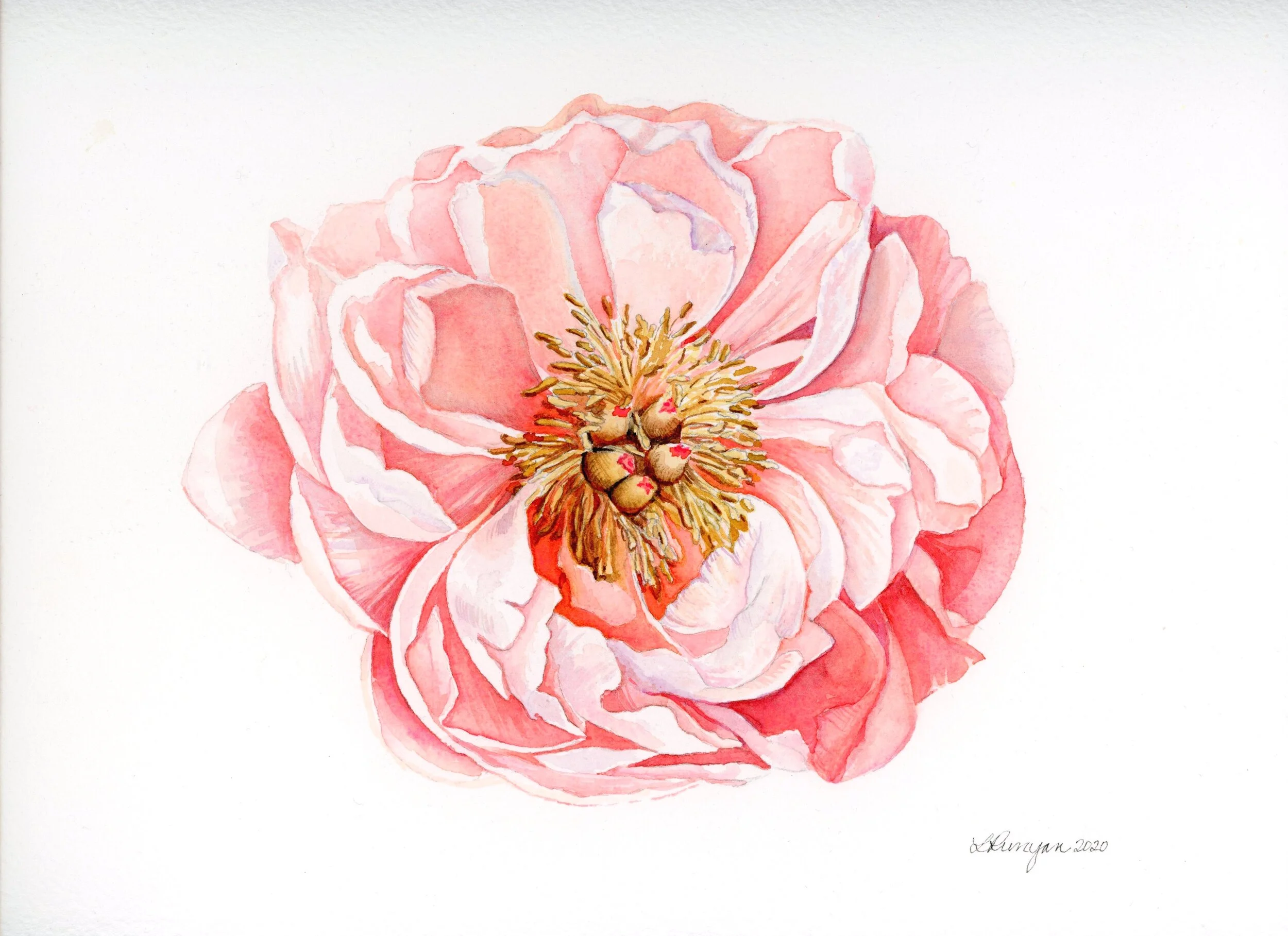 pink-peony-original003.jpg