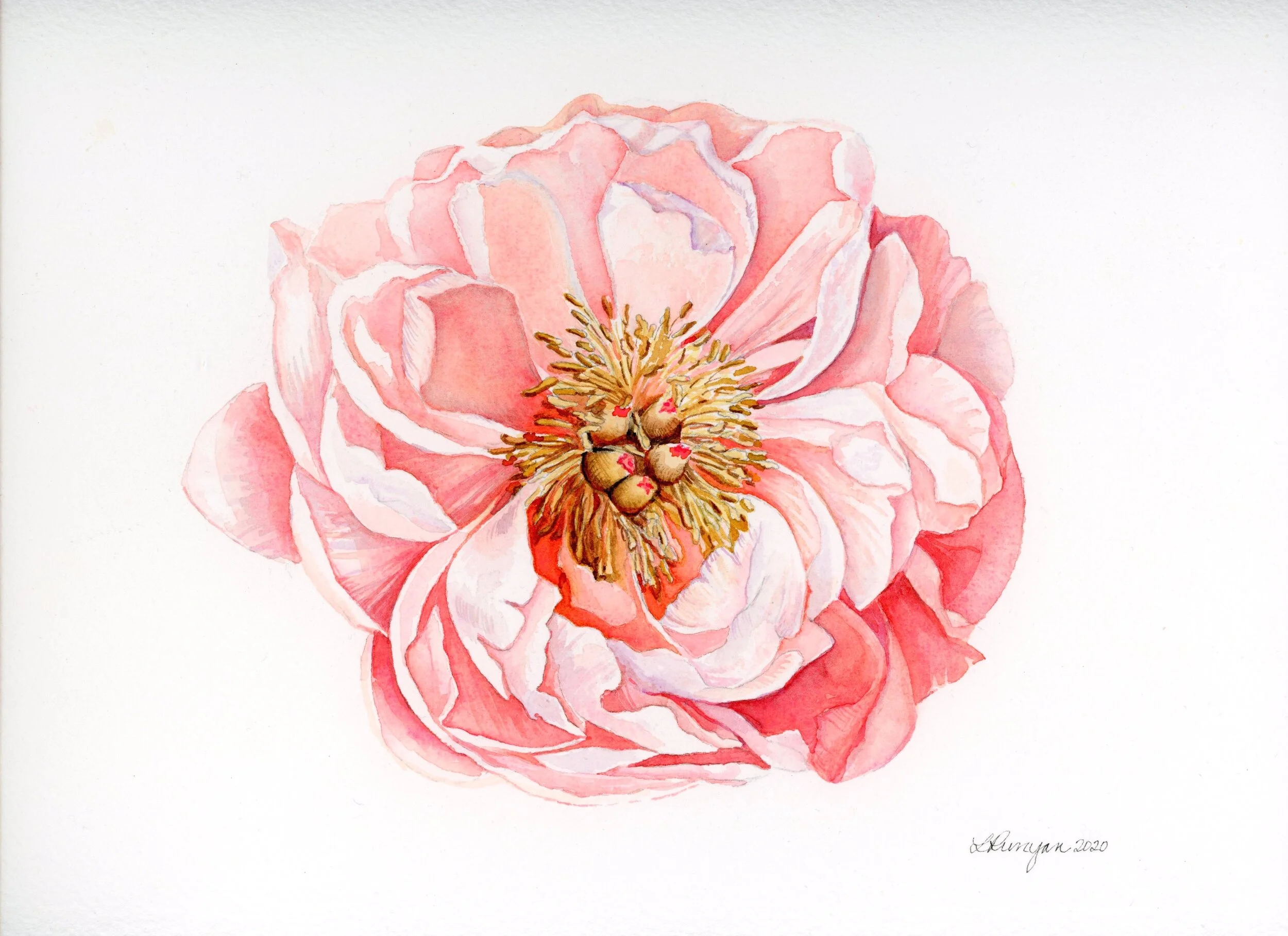 Pink Peony