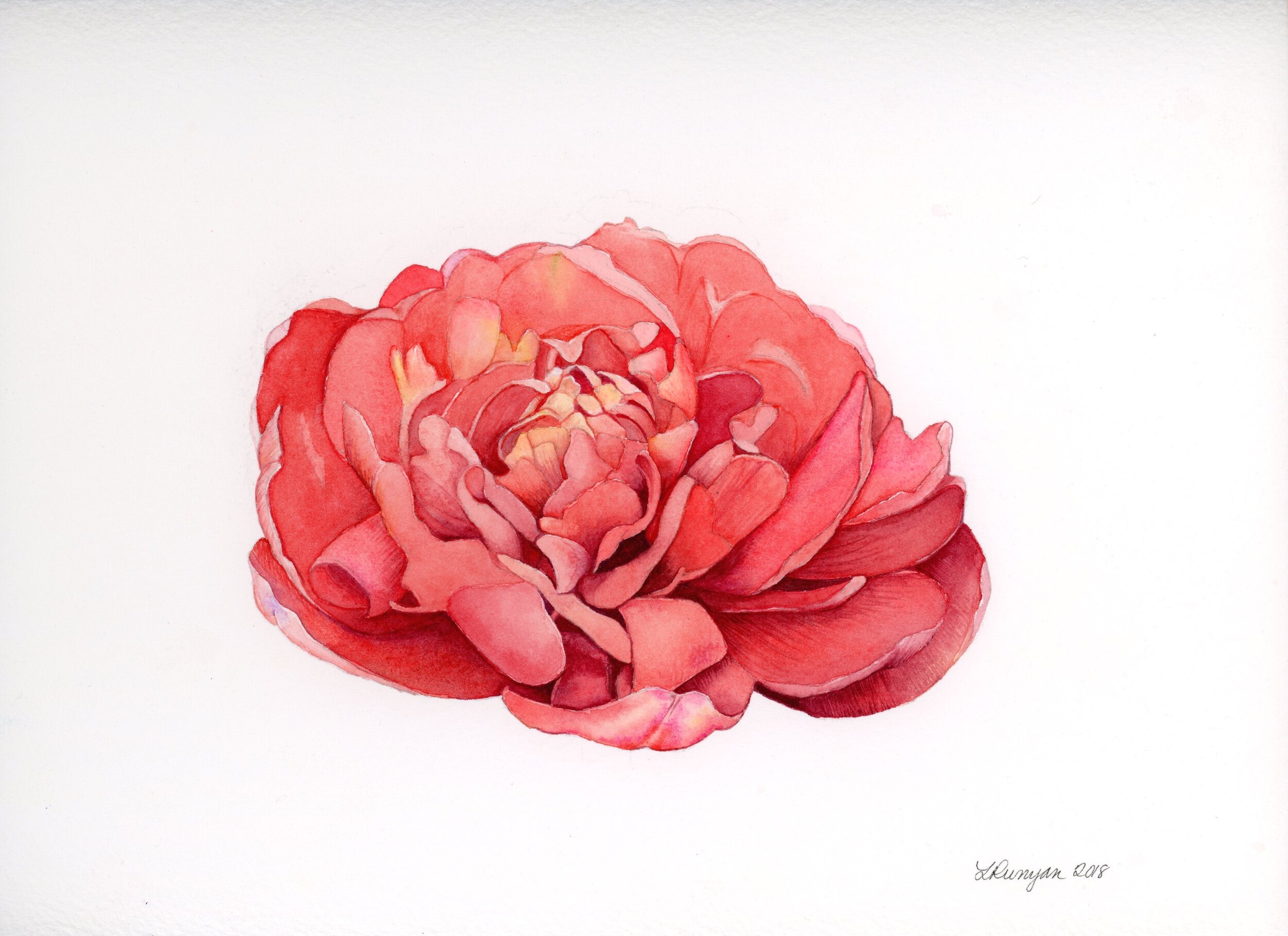 Red Tulip