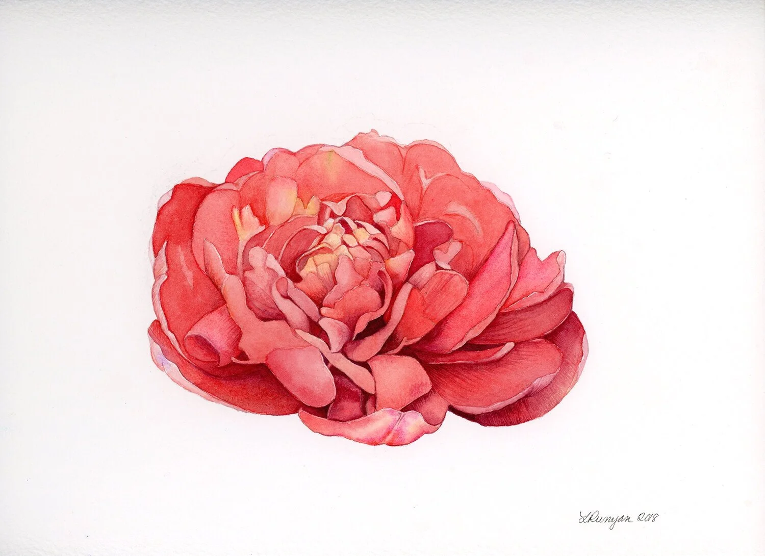red-tulip-original.jpg