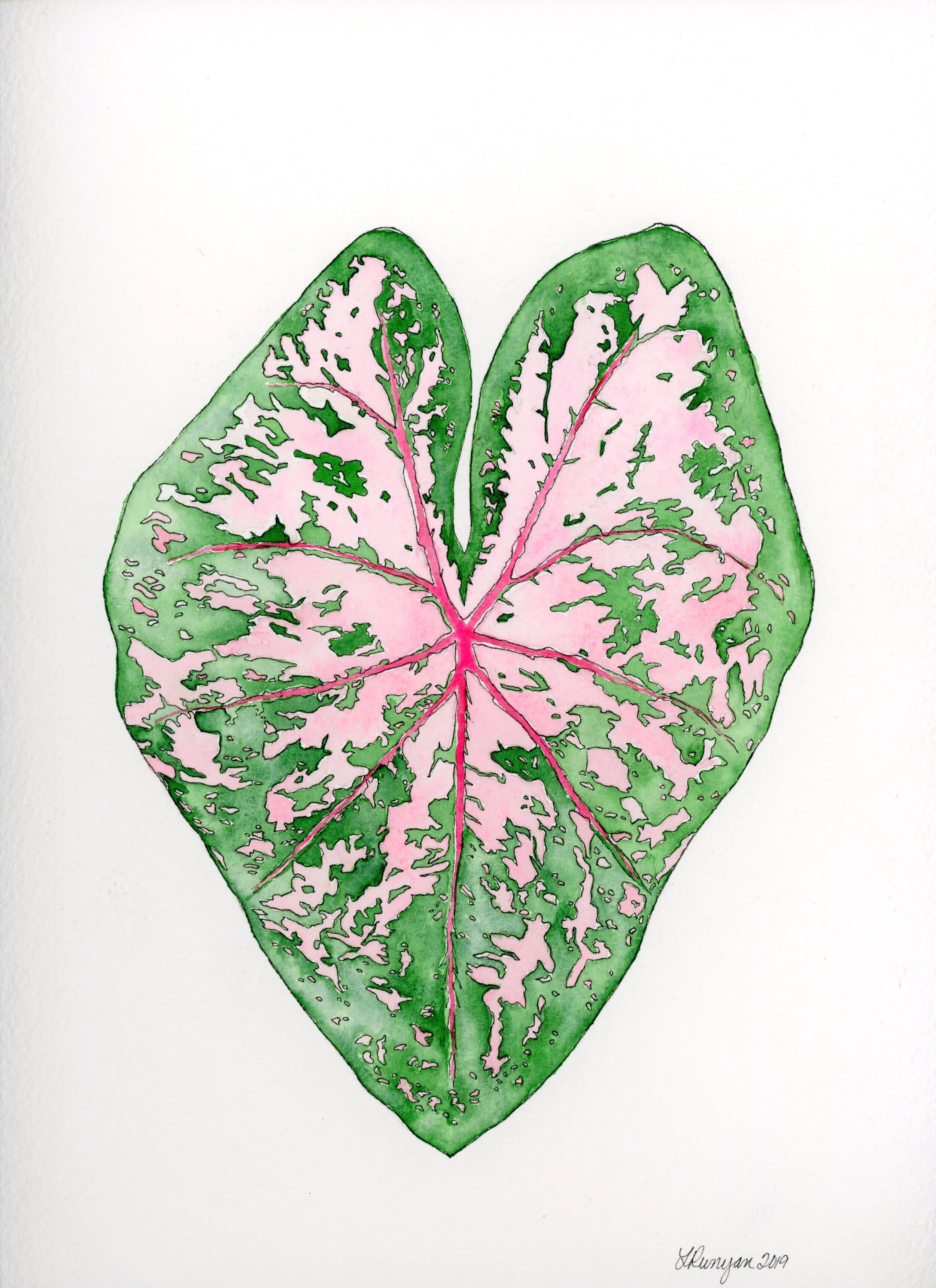 Caladium Leaf
