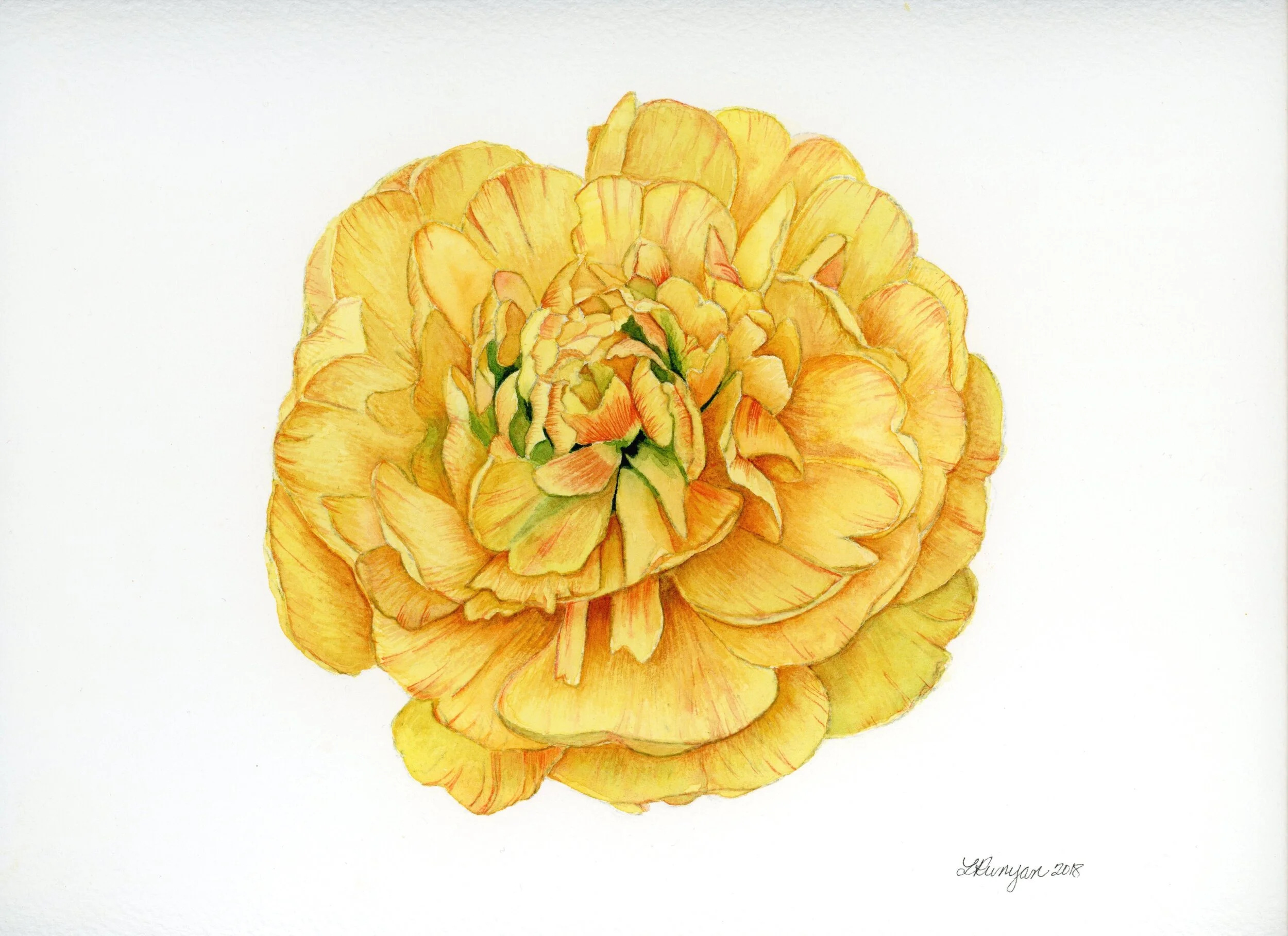Yellow Tulip