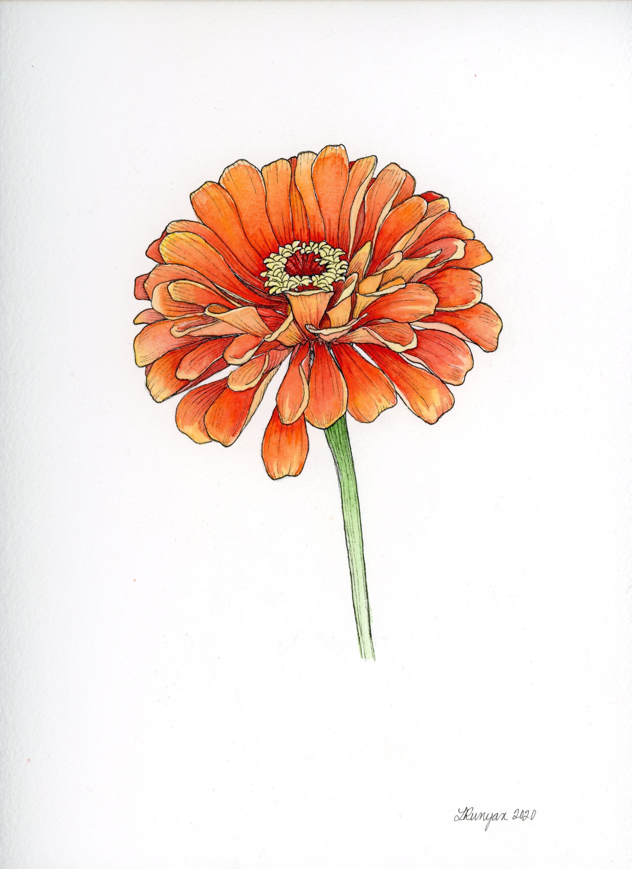 orange-zinnia-original002.jpg
