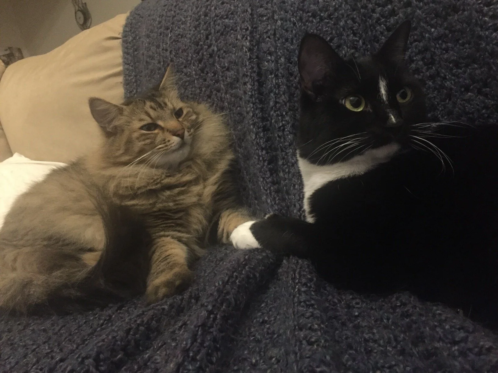 Cats Max (grey Maine Coon-mix) and Cujo (black and white Tuxedo) are the adorable, fetch-playing cats of Johanna Karasik, Licensed Professional Counselor Candidate and psychotherapist serving the greater Denver area and the state of Colorado through…