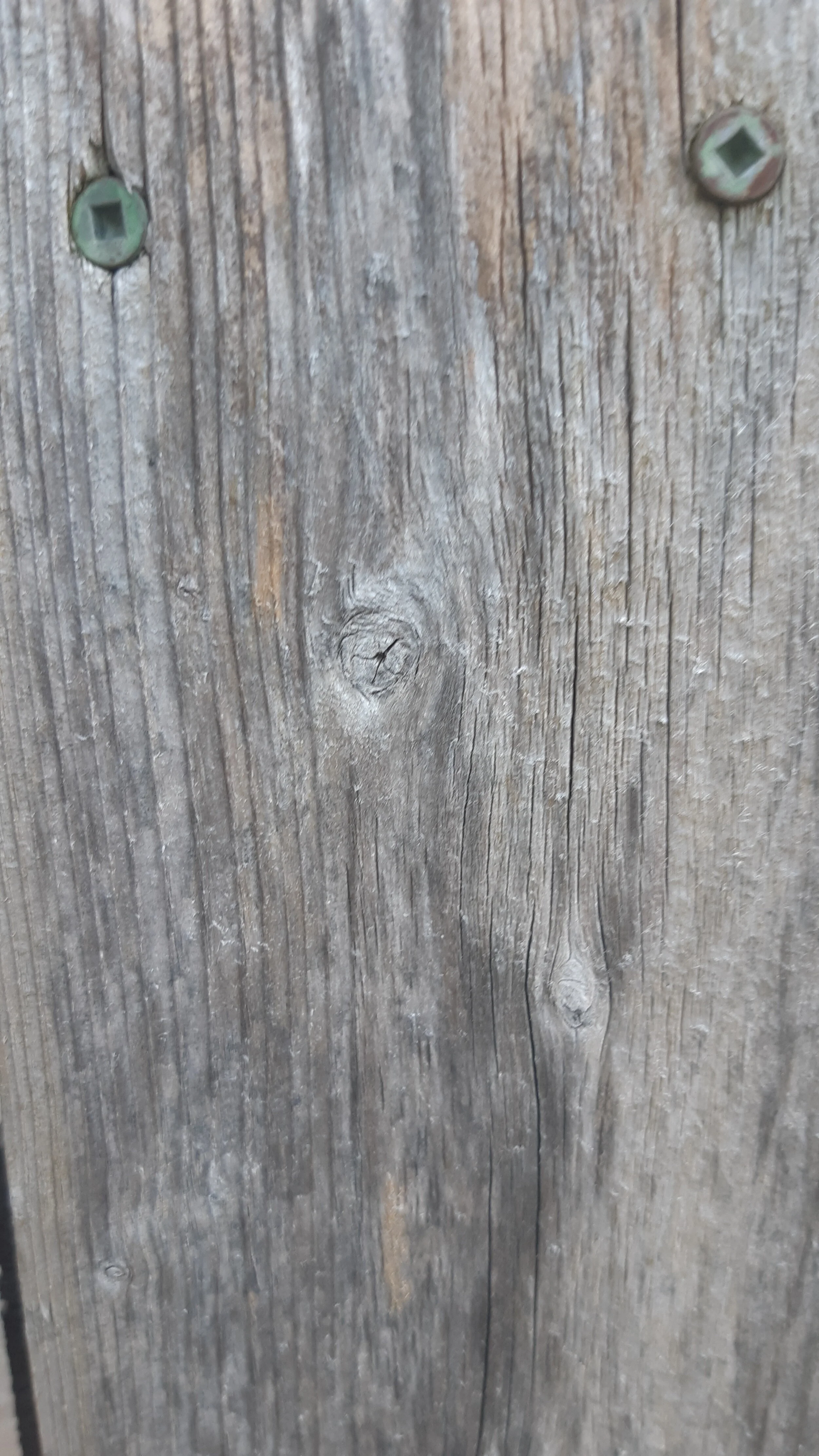 Toronto Trees and Fences 08.jpg