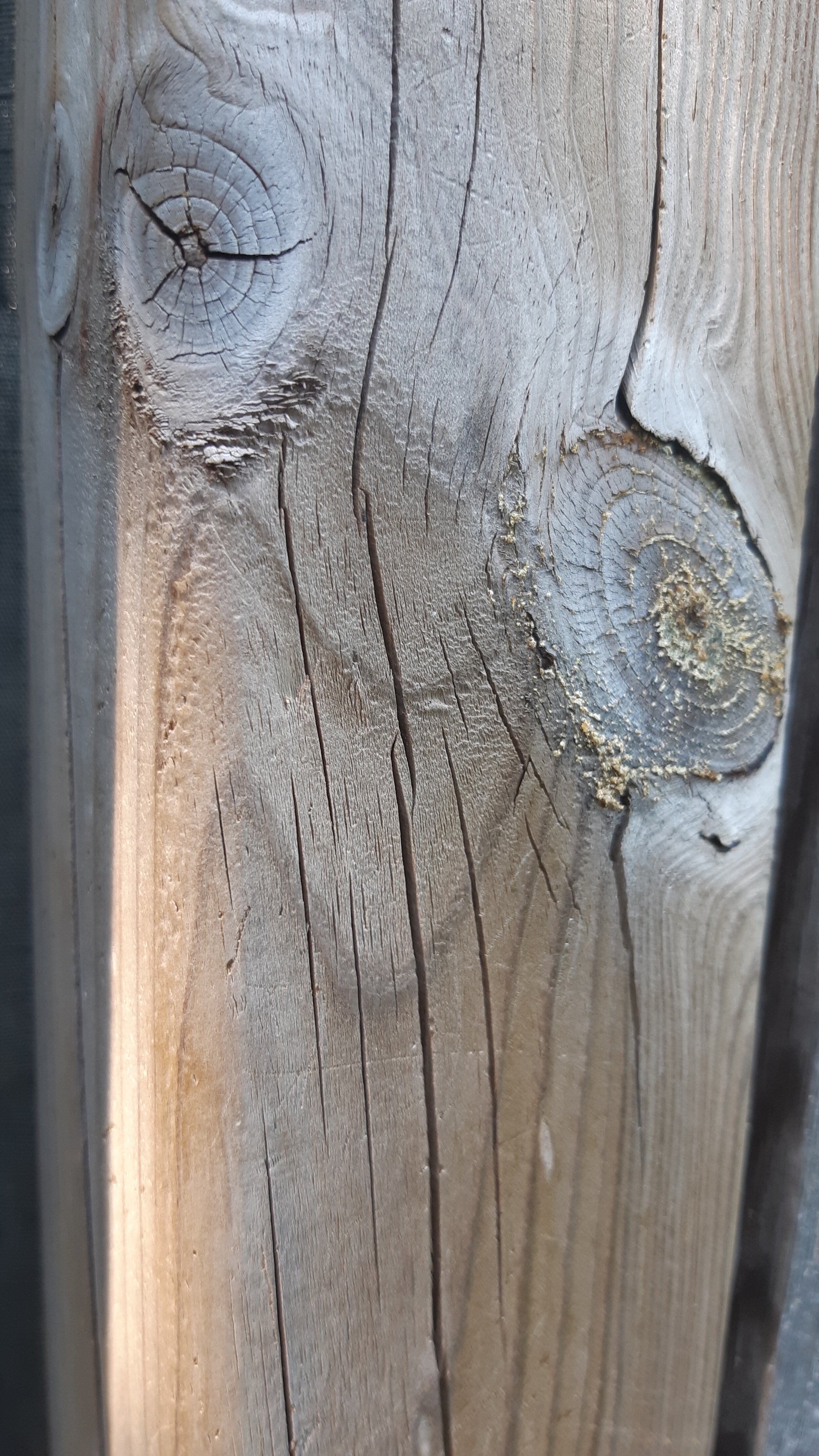 Toronto Trees and Fences 14.jpg