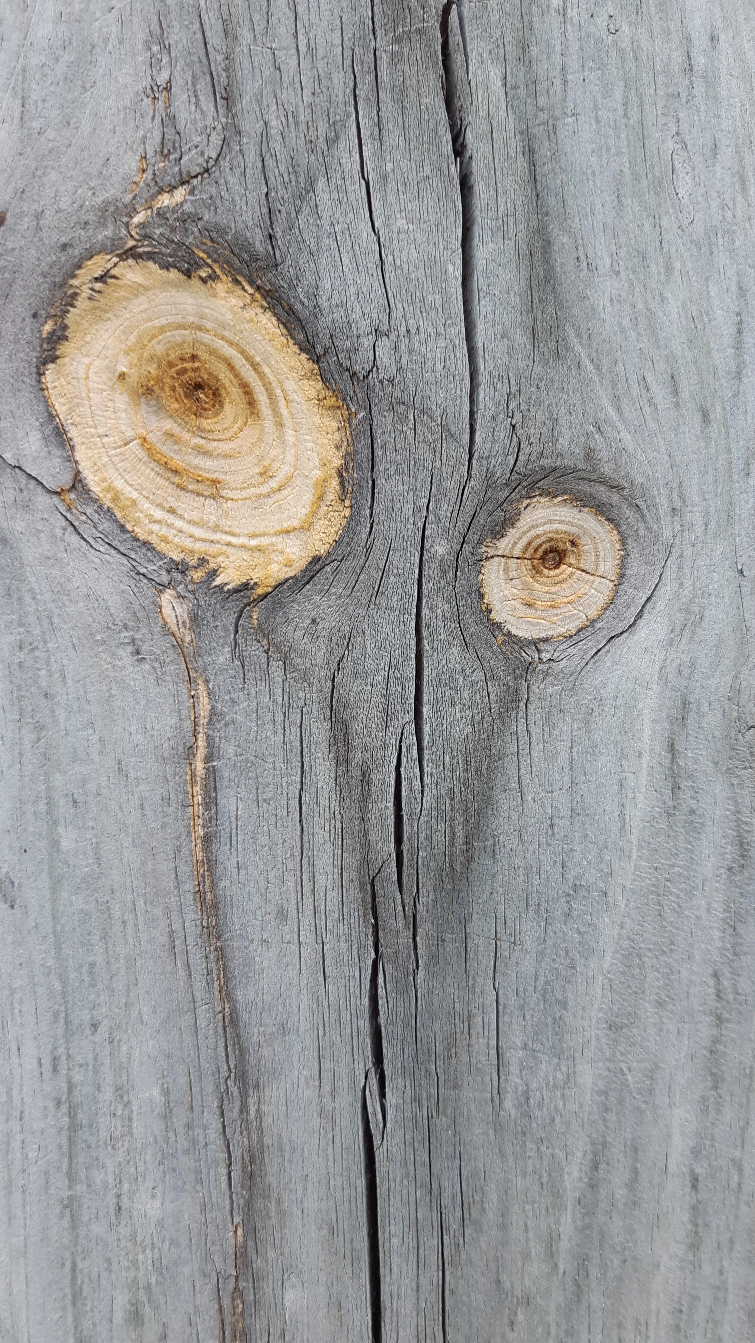 Toronto Trees and Fences 13.jpg