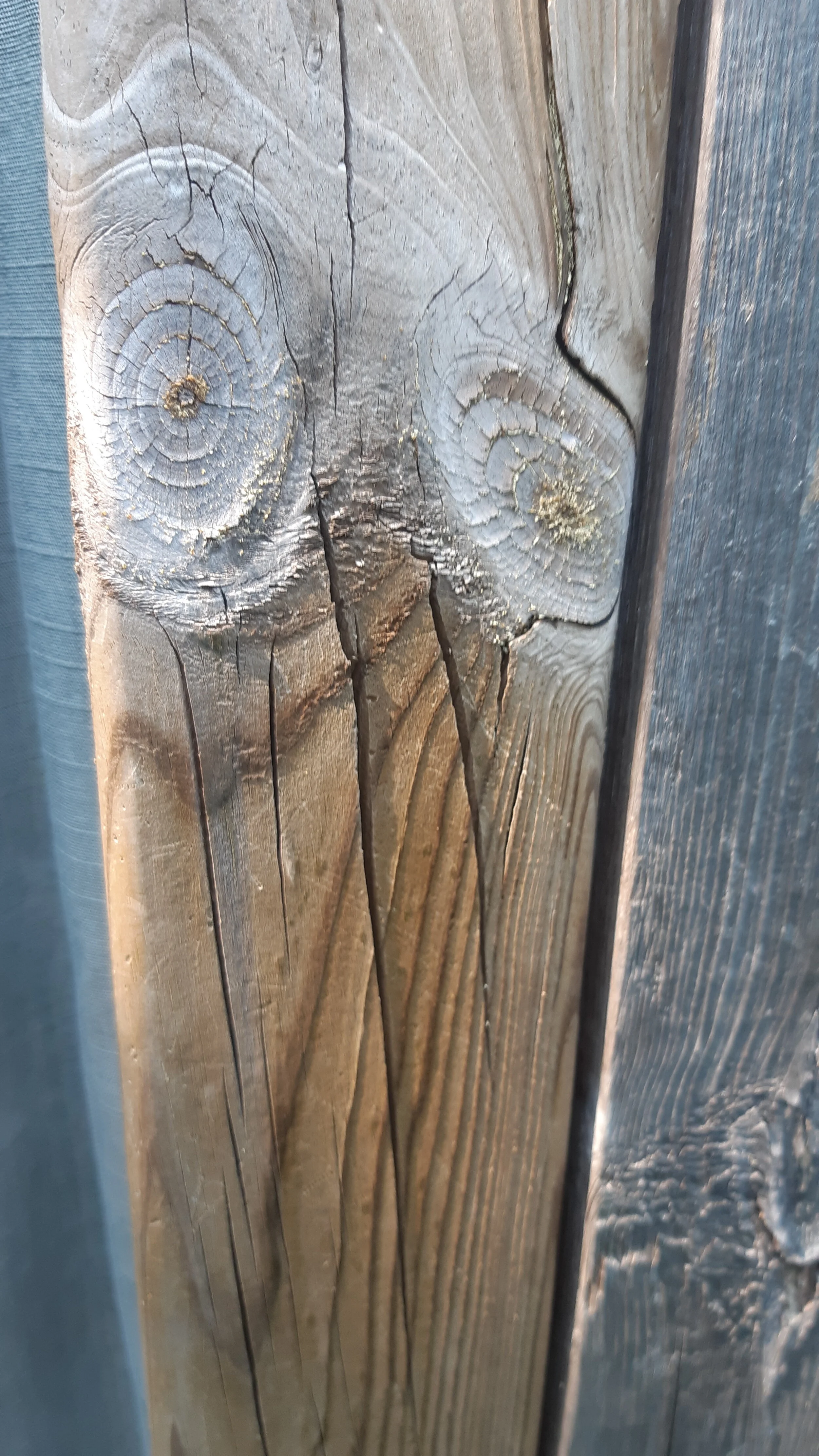Toronto Trees and Fences 16.jpg