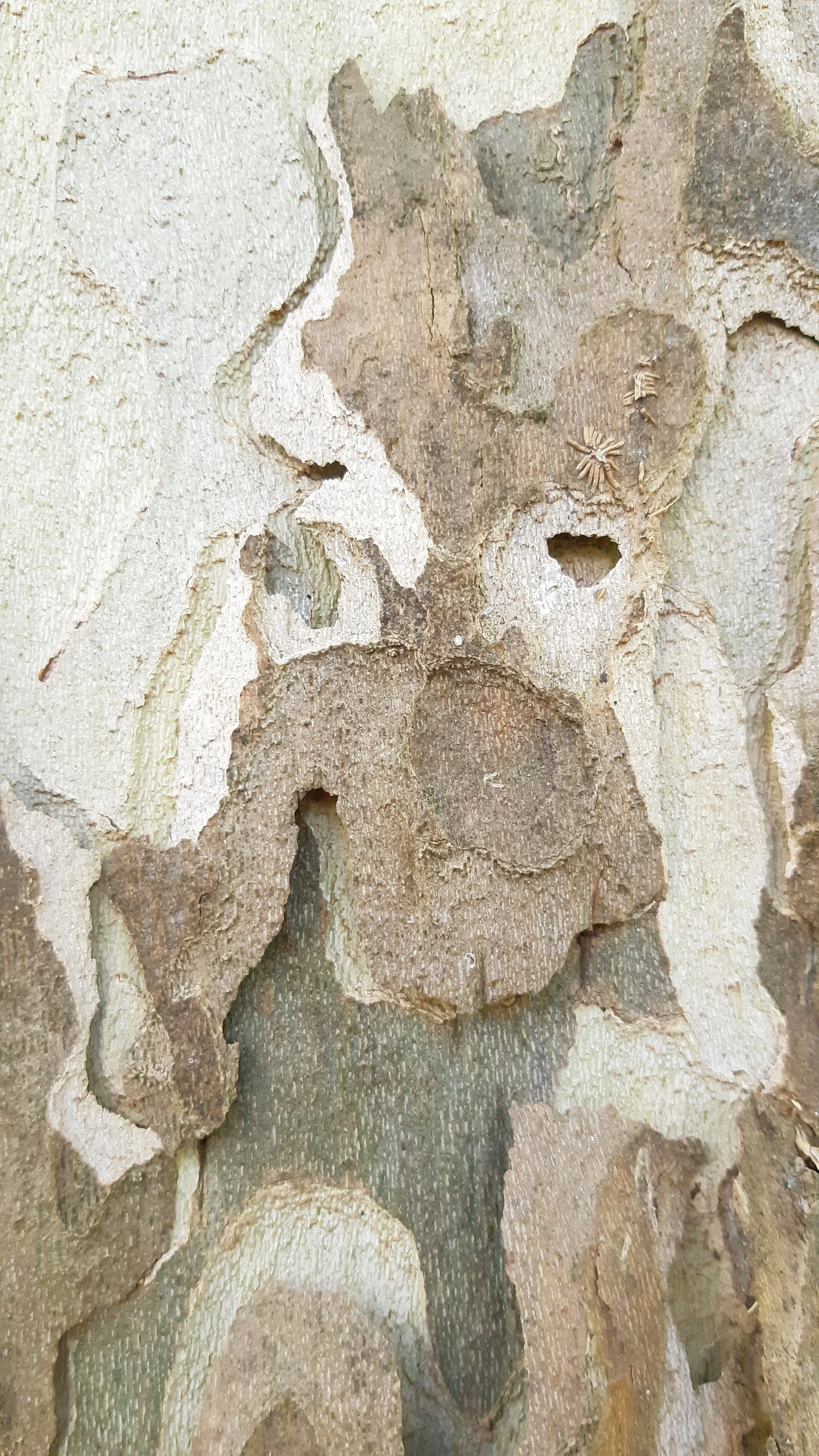 Found Creatures Tubingen 02.jpg