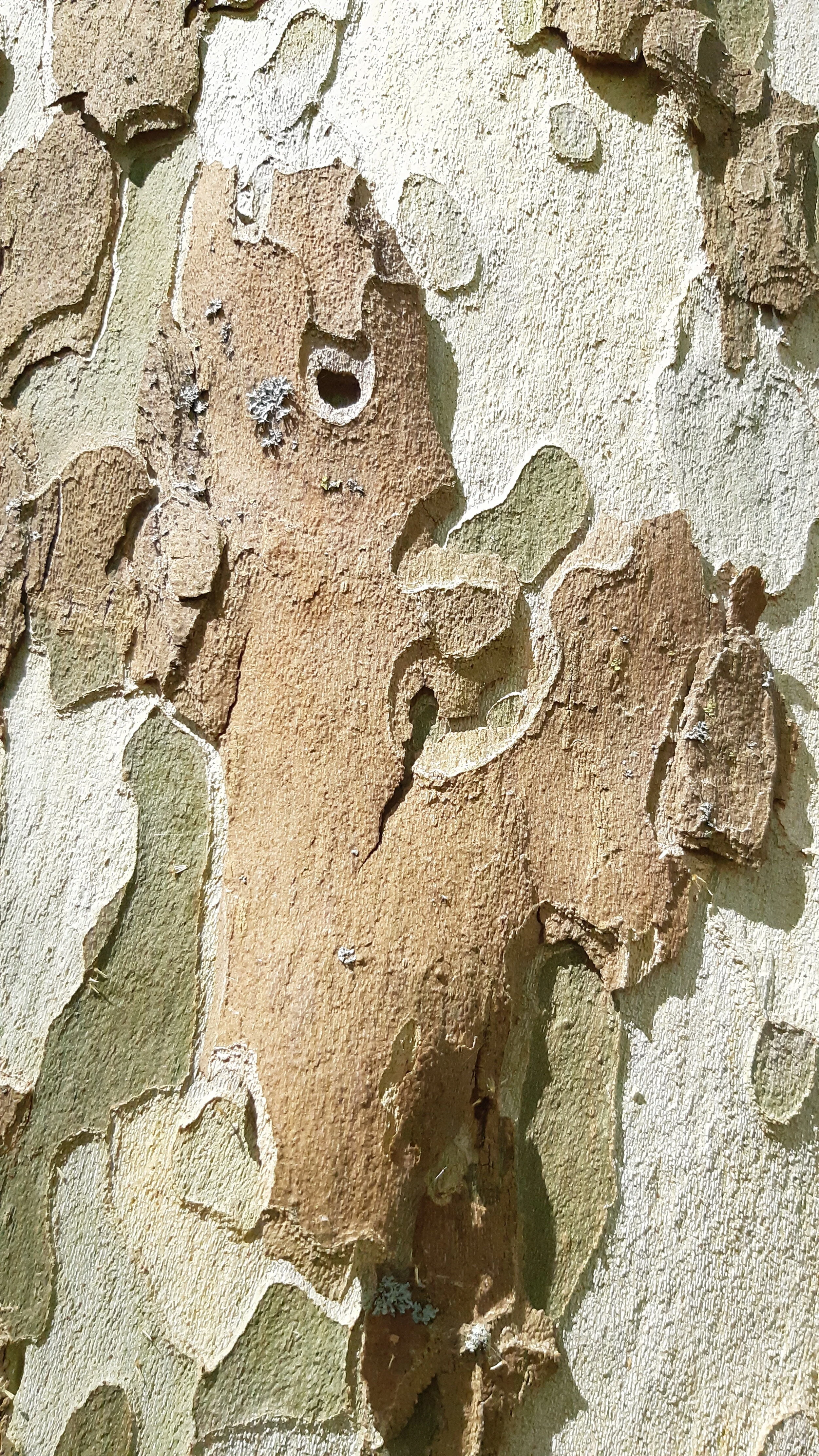 Found Creatures Tubingen 01.jpg