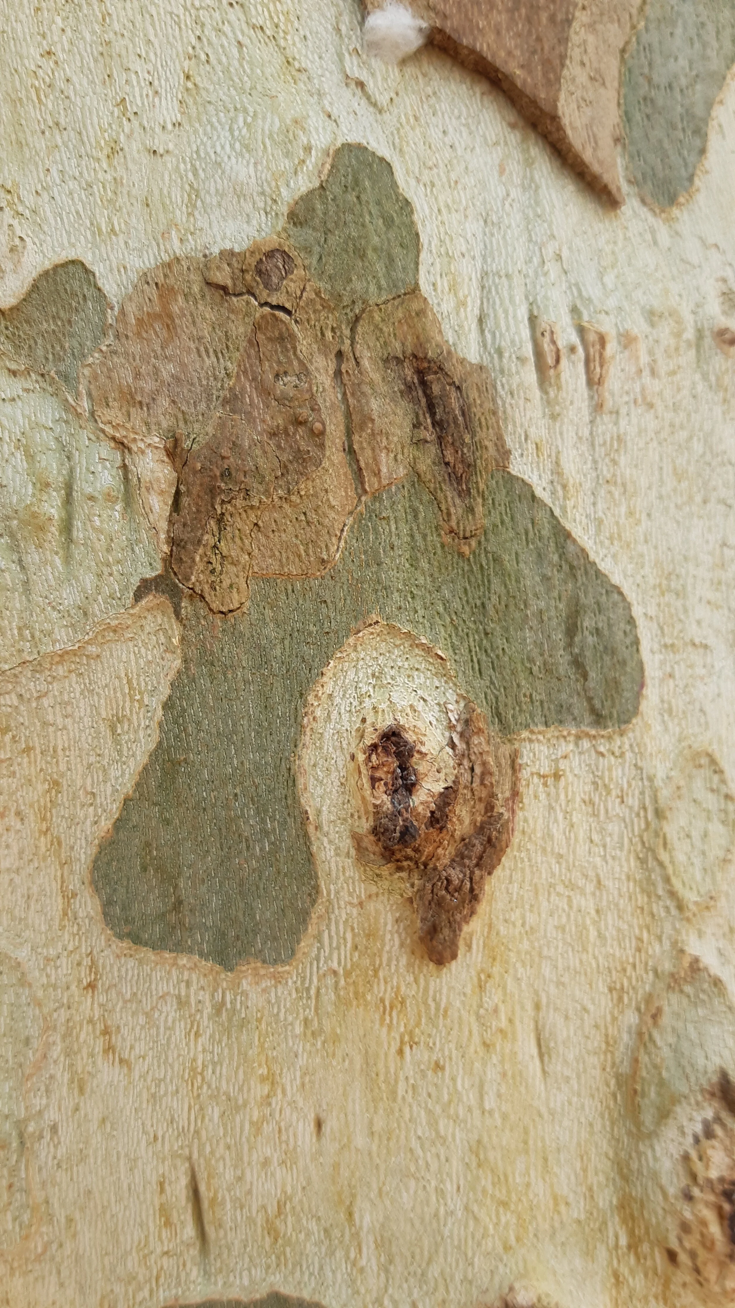 Found Creatures Tubingen 05.jpg