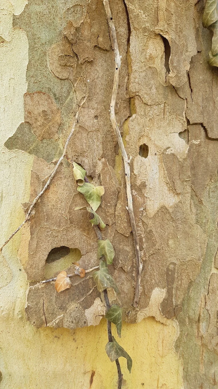 Found Creatures Tubingen 13.jpg