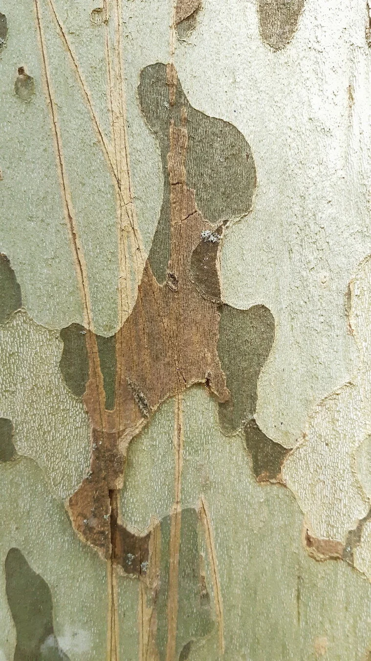 Found Creatures Tubingen 19.jpg