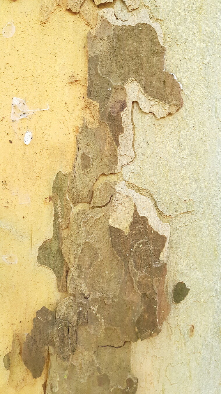 Found Creatures Tubingen 20.jpg