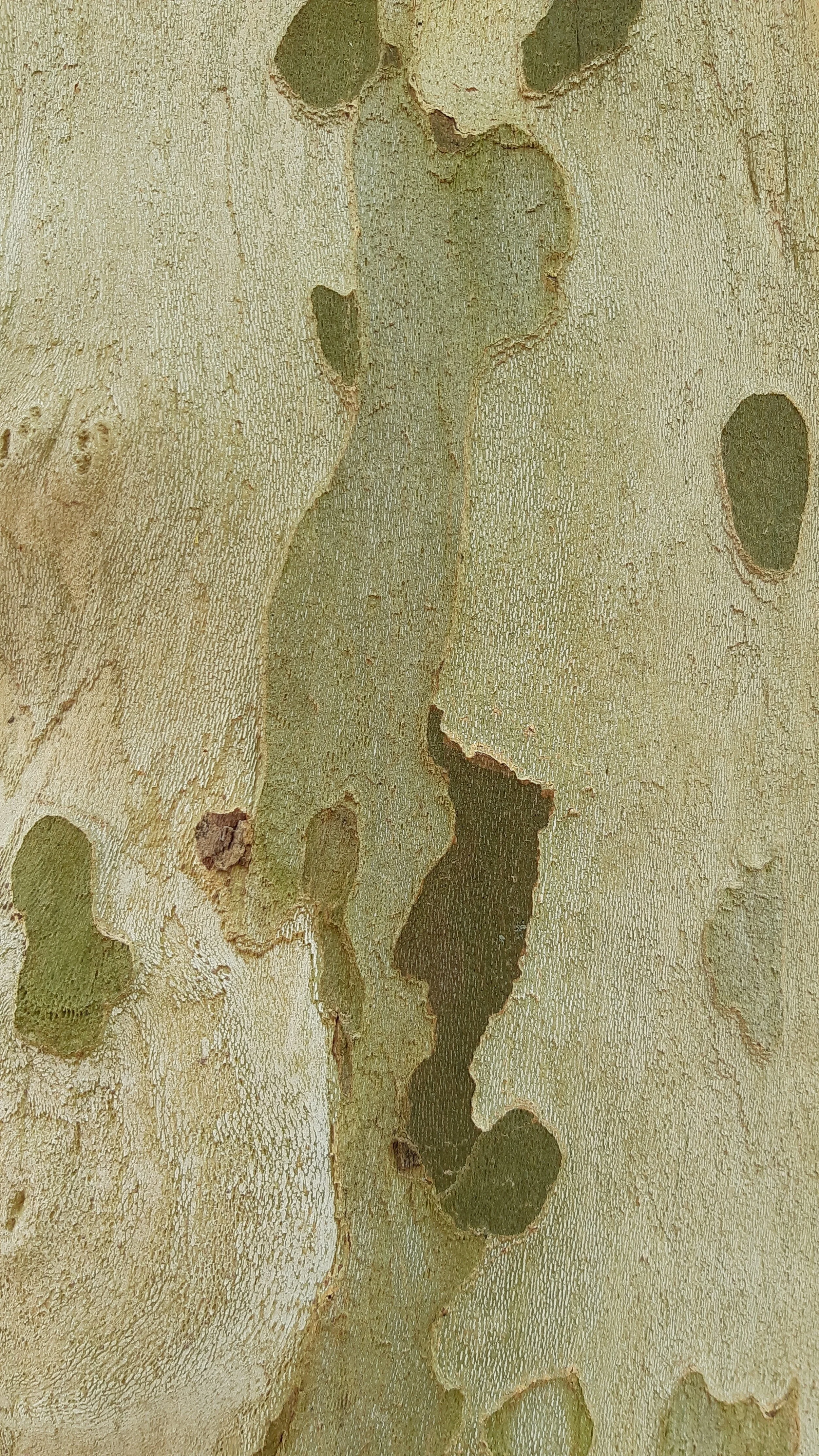 Found Creatures Tubingen 27.jpg