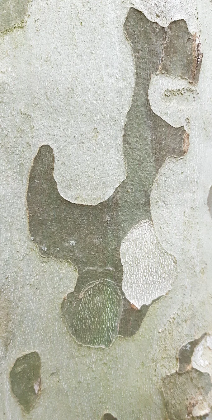 Found Creatures Tubingen 36.jpg