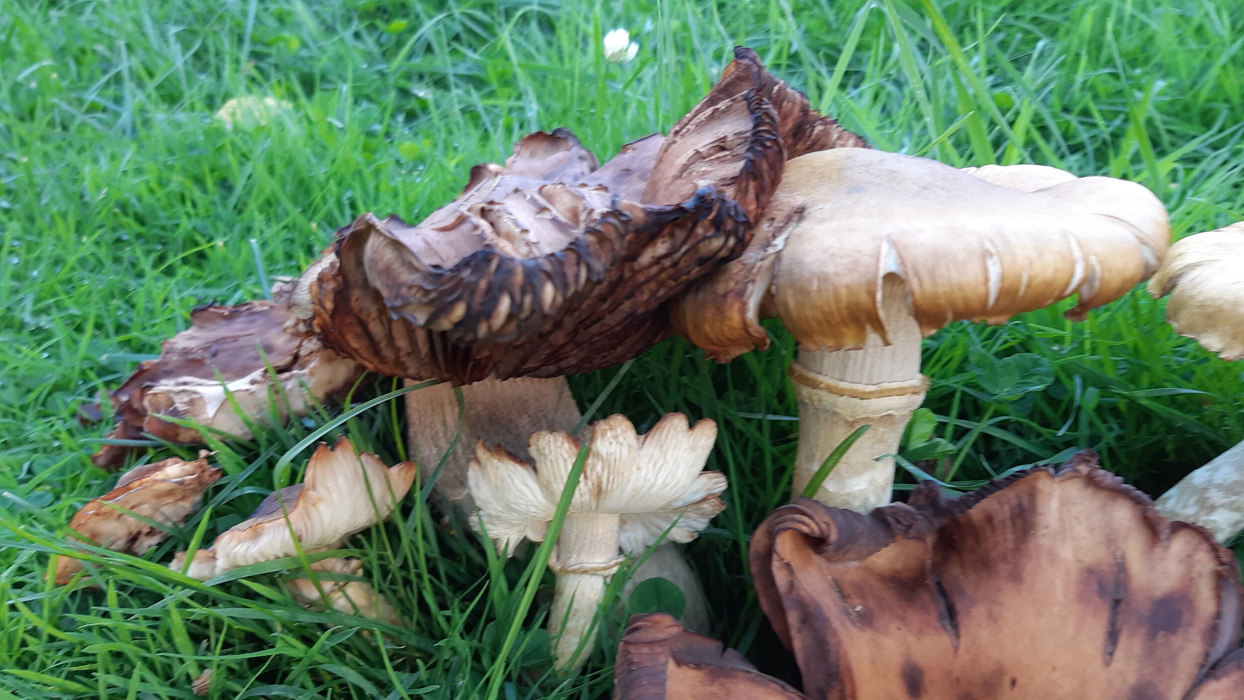 SS Mushrooms 26.jpg