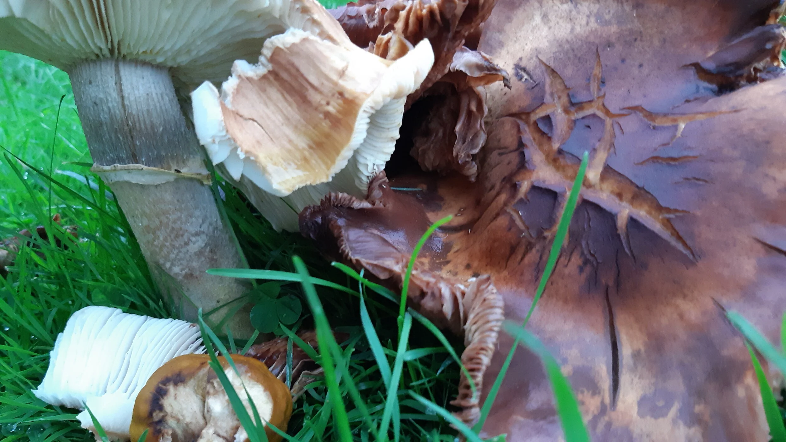 SS Mushrooms 62.jpg