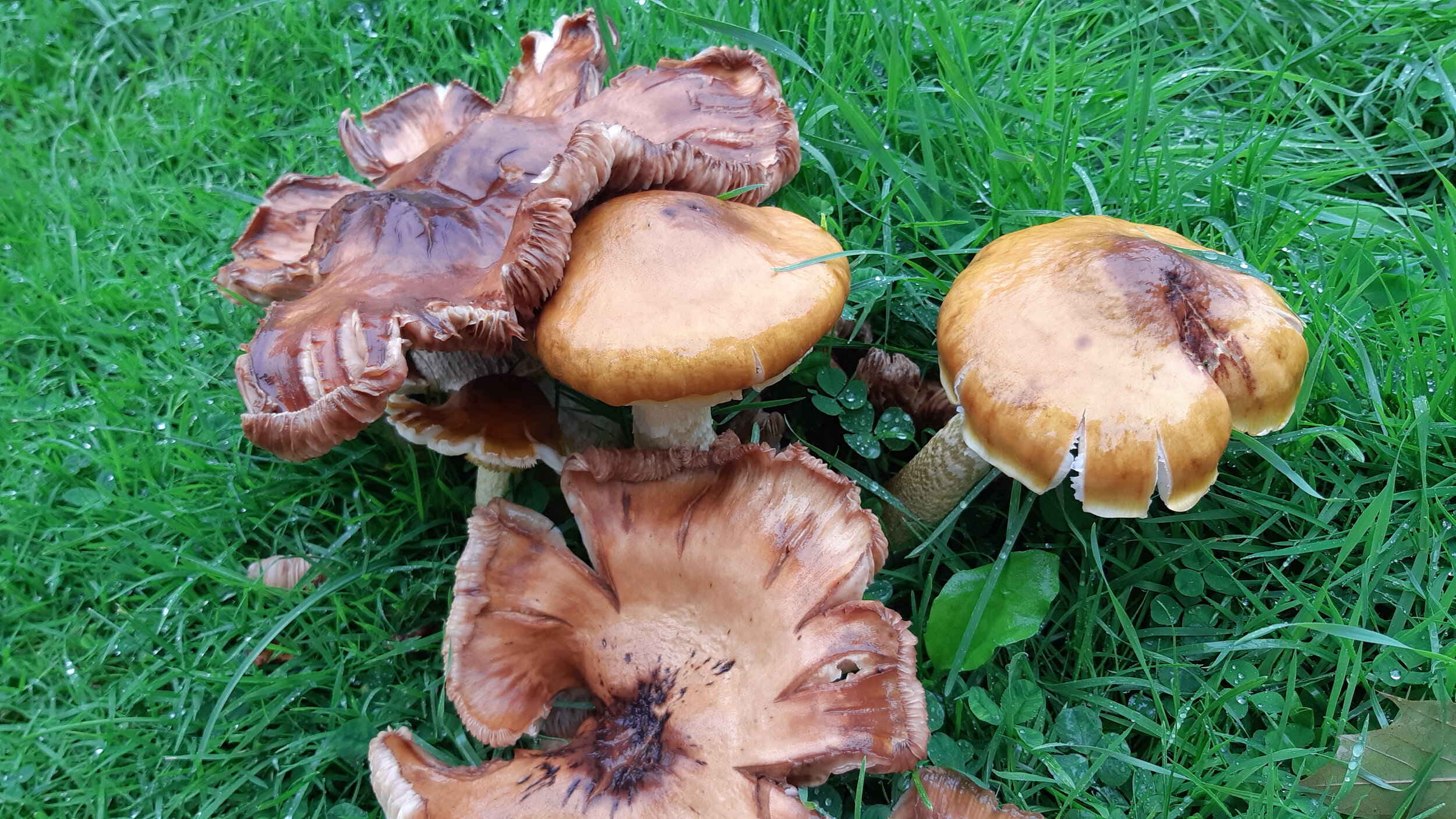 SS Mushrooms 70.jpg