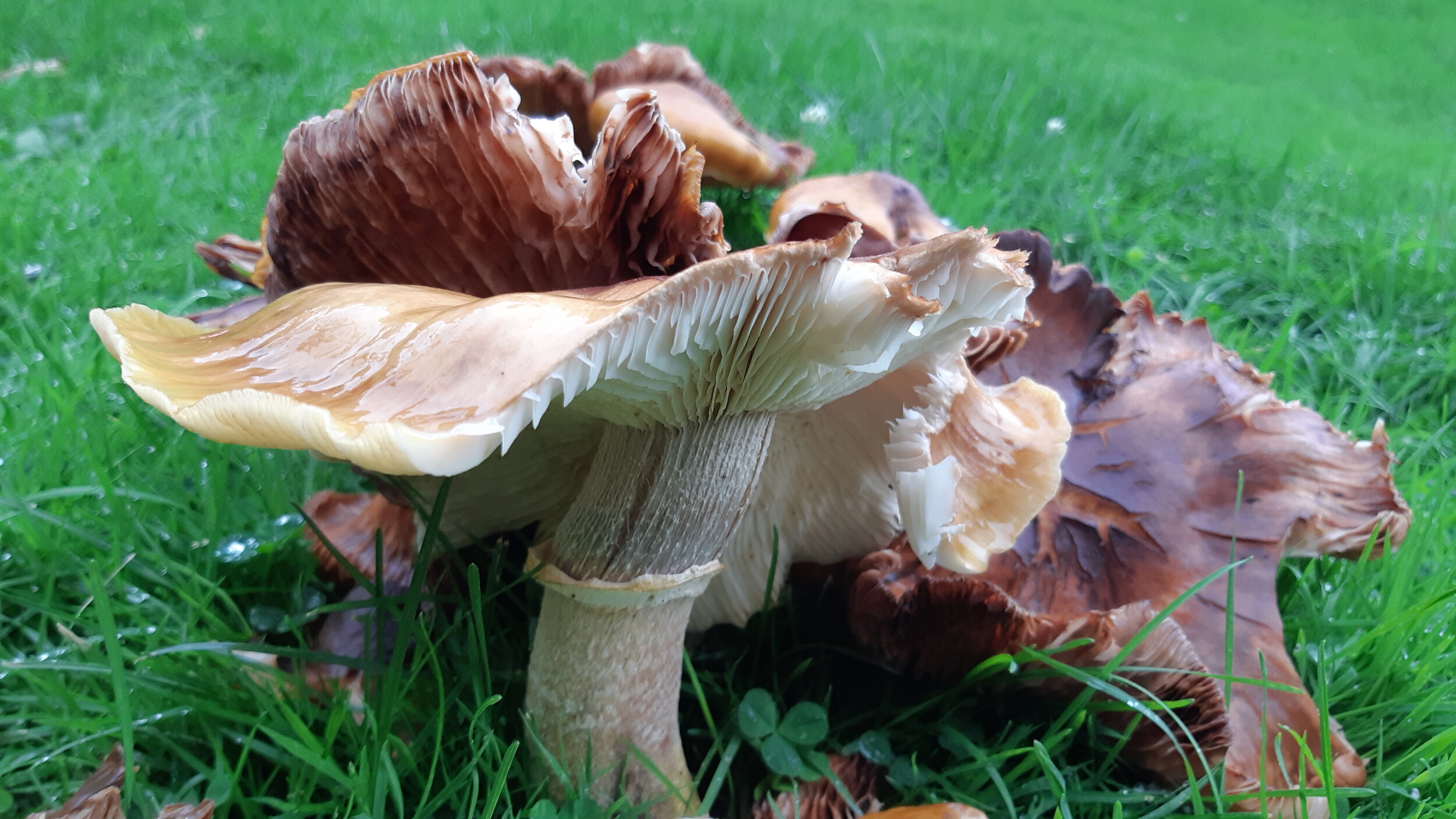 SS Mushrooms 77.jpg