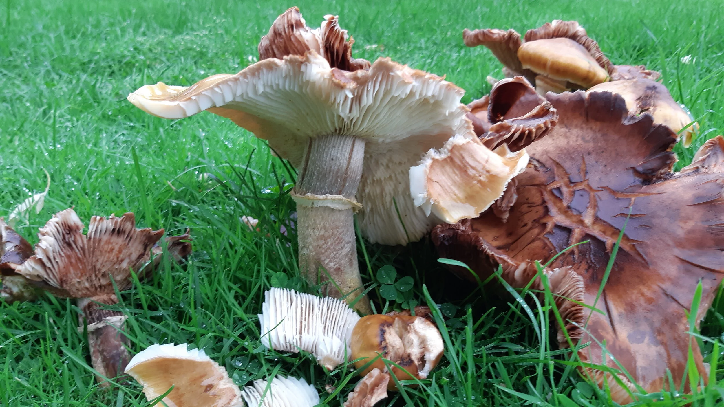 SS Mushrooms 78.jpg