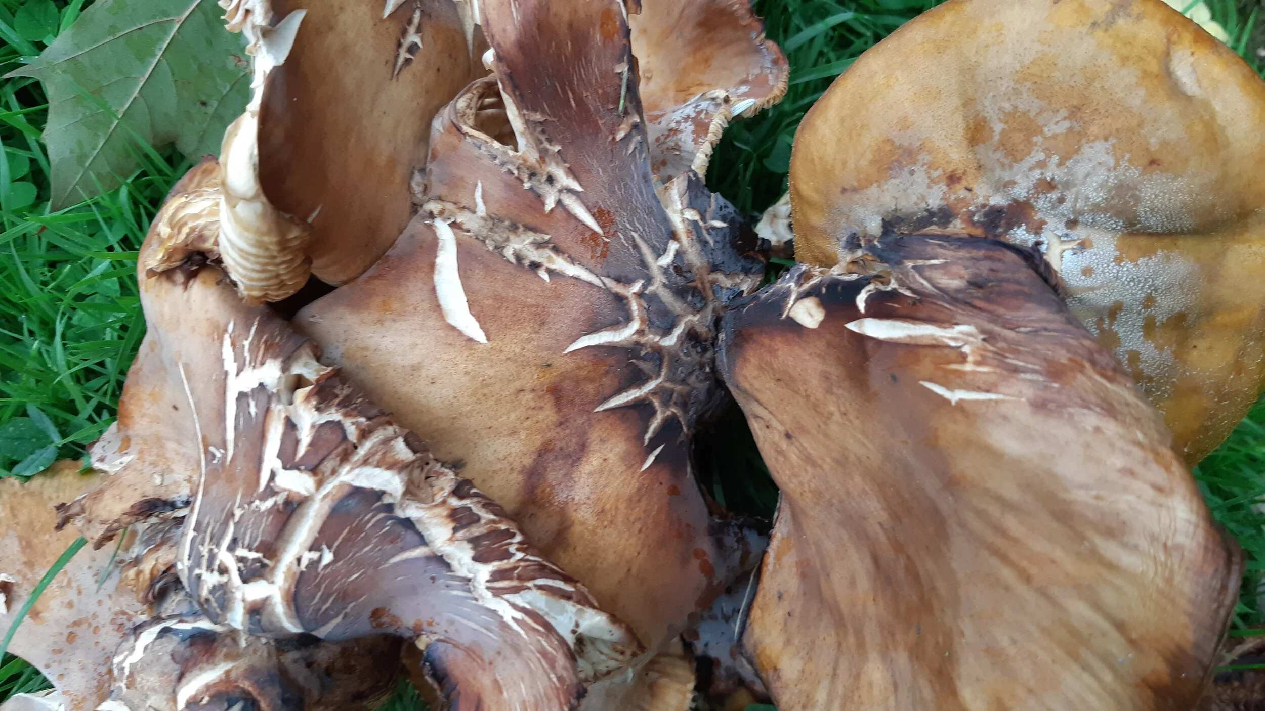 SS Mushrooms 124.jpg