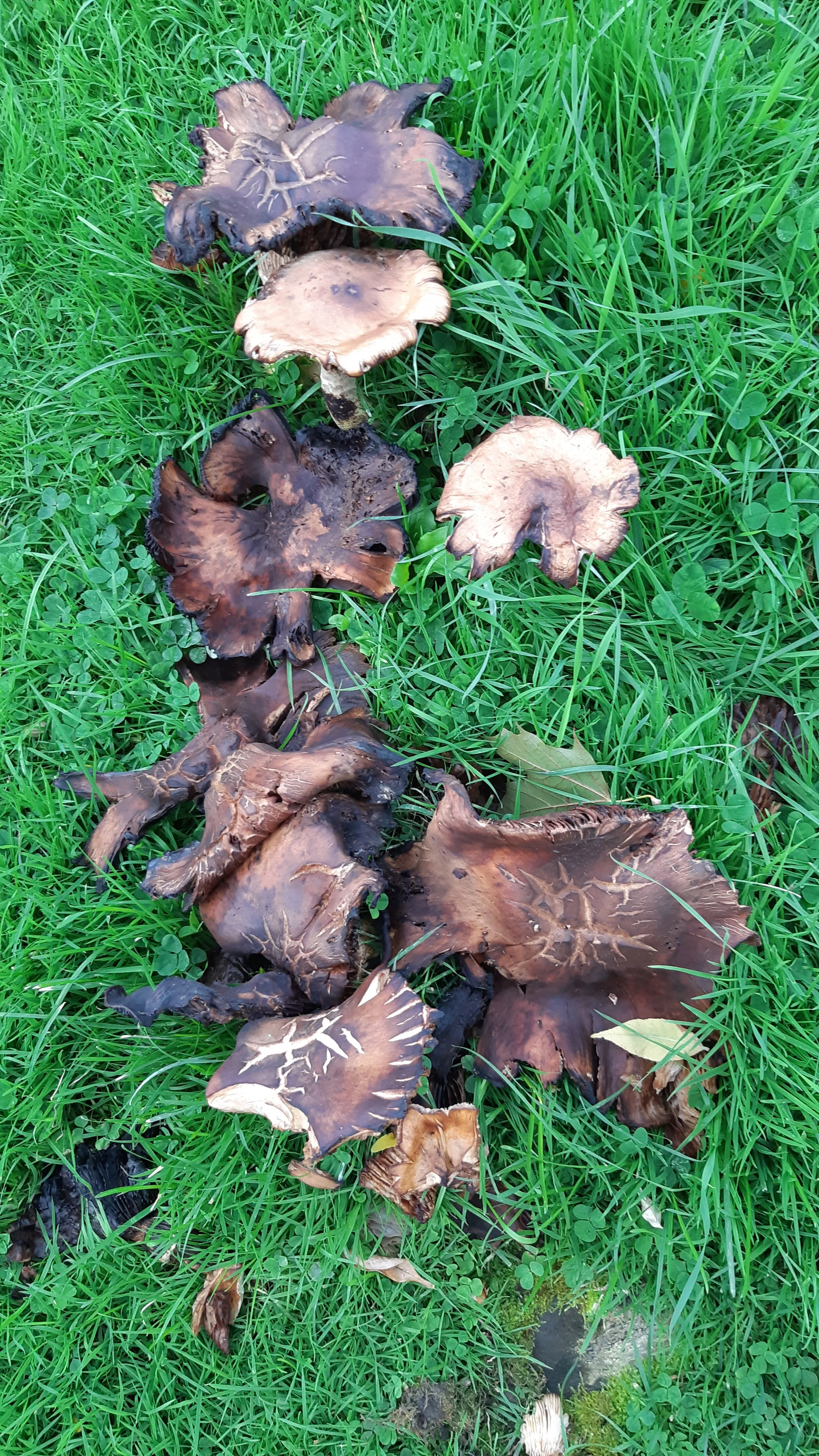 SS Mushrooms 16.jpg