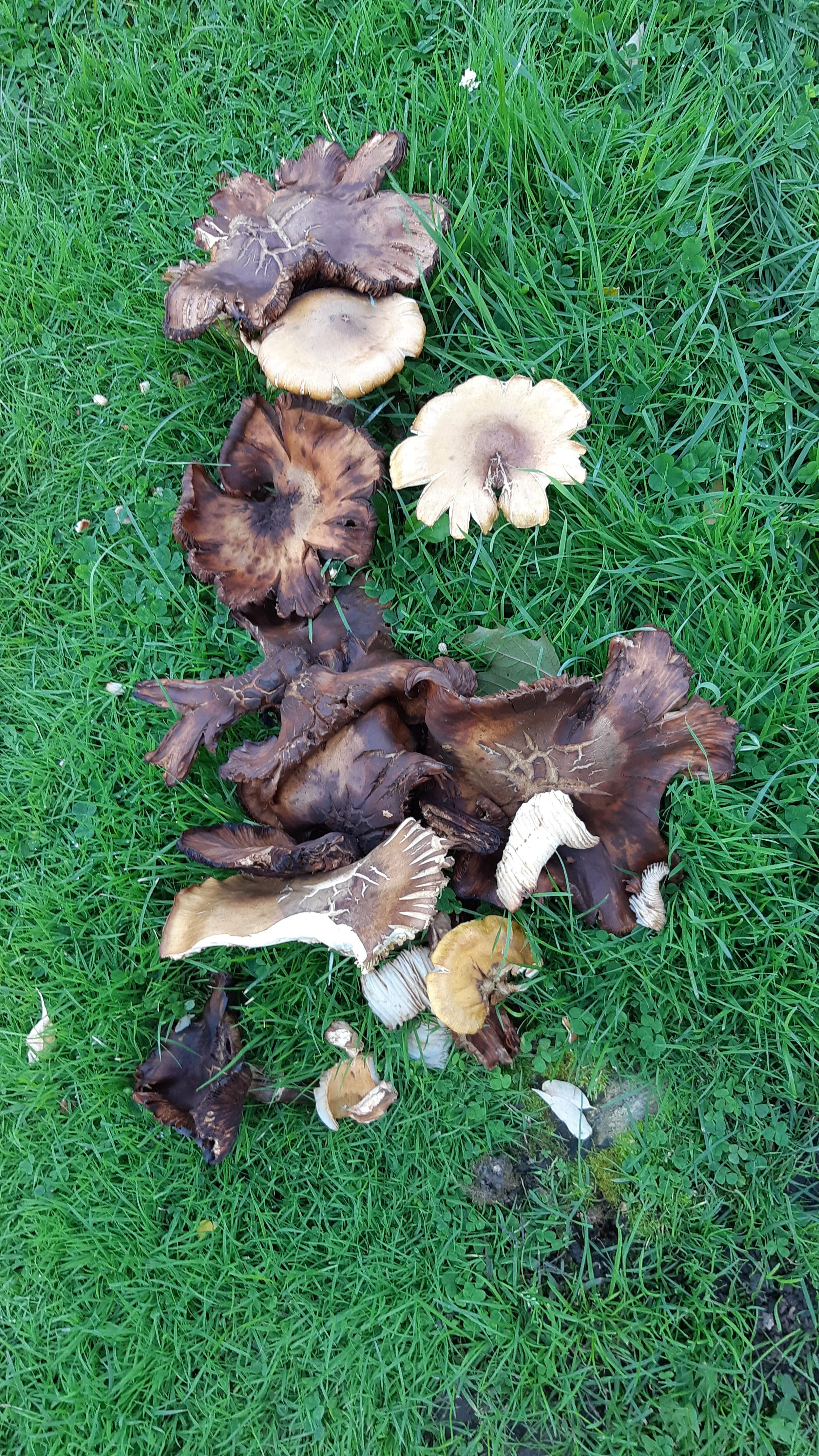 SS Mushrooms 32.jpg