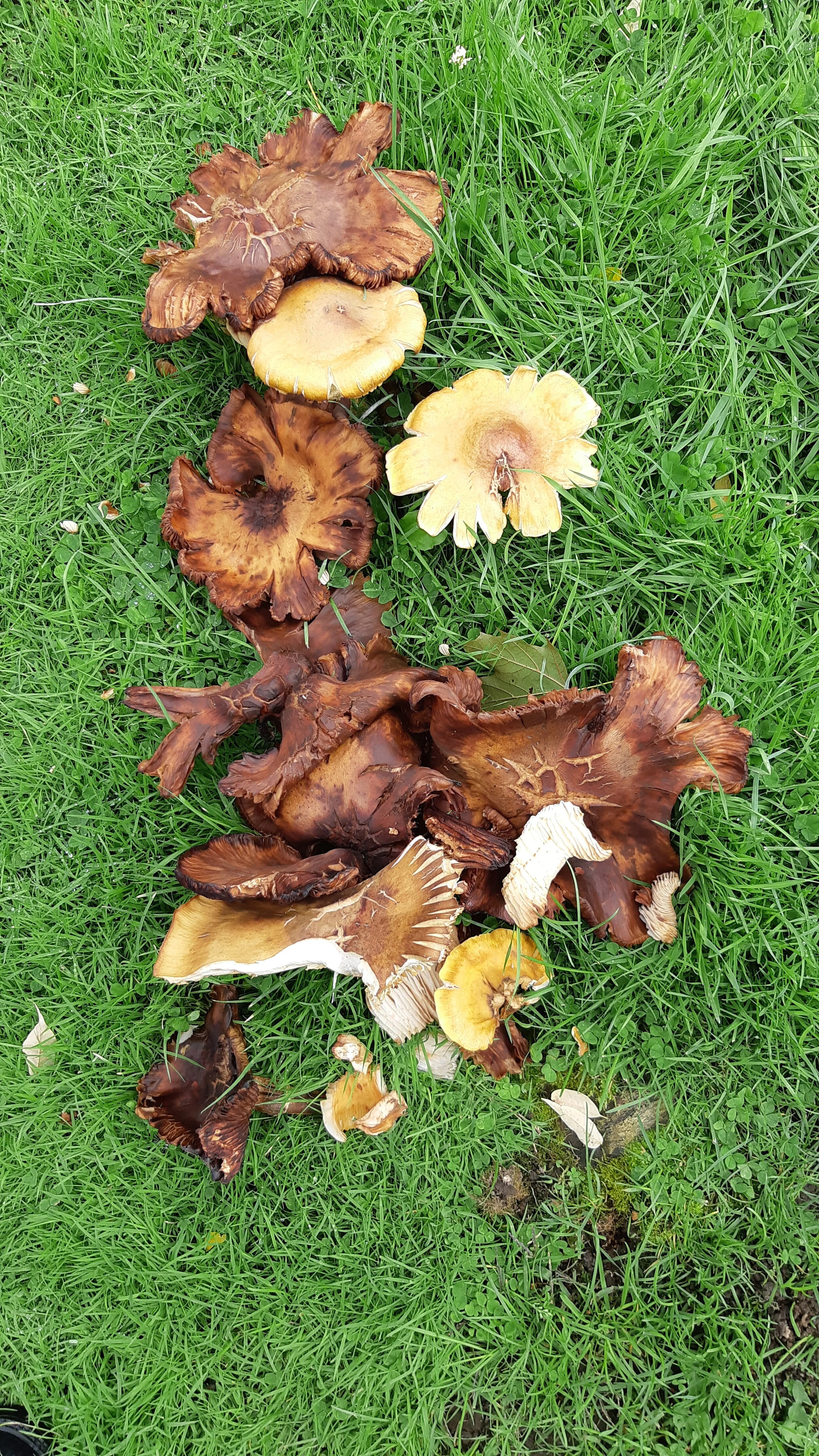 SS Mushrooms 37.jpg