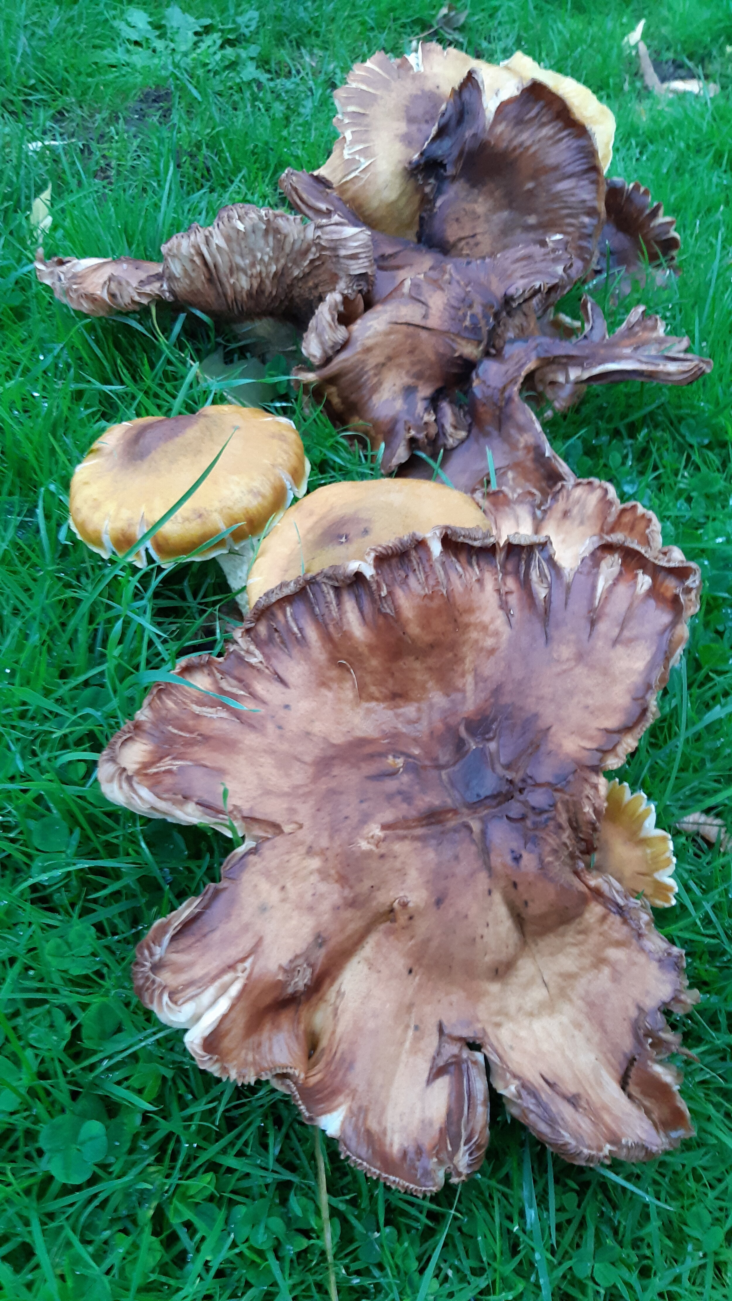 SS Mushrooms 54.jpg