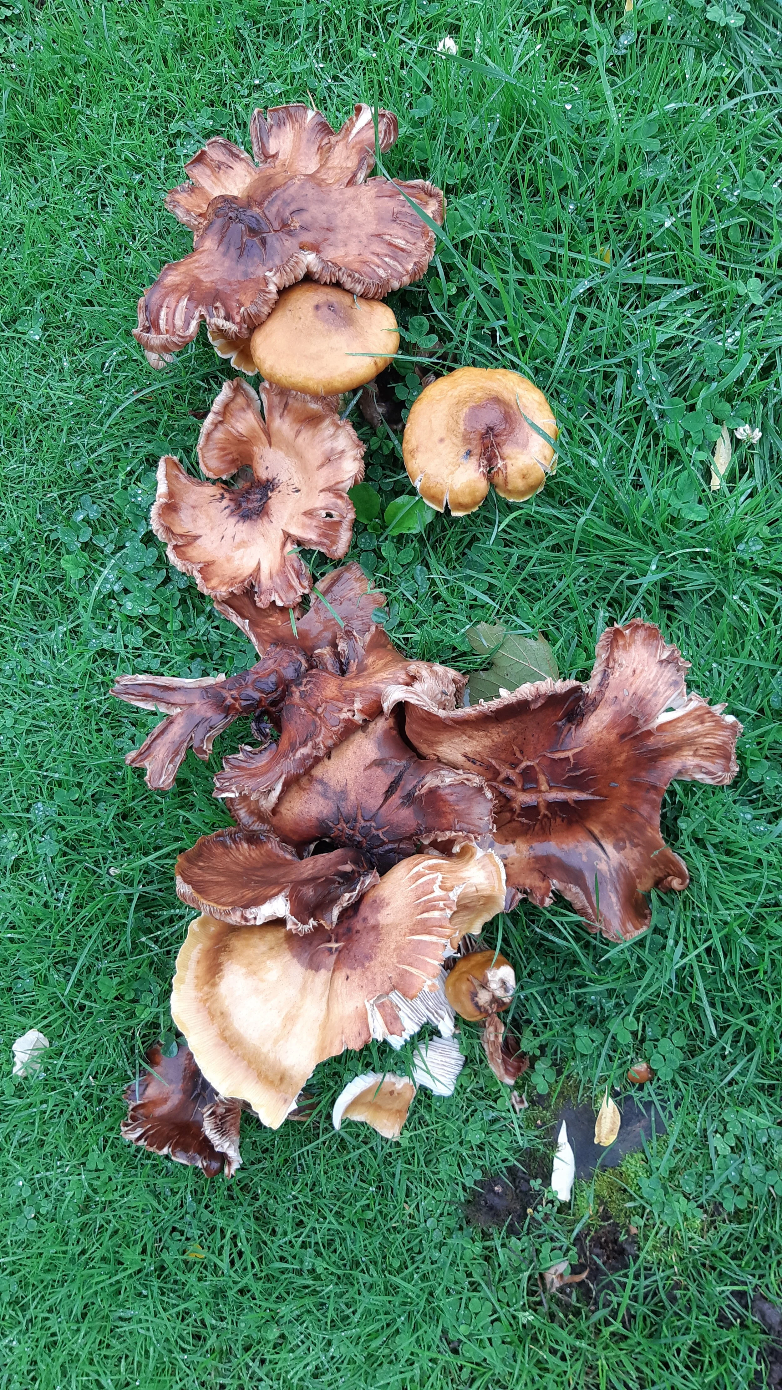 SS Mushrooms 95.jpg