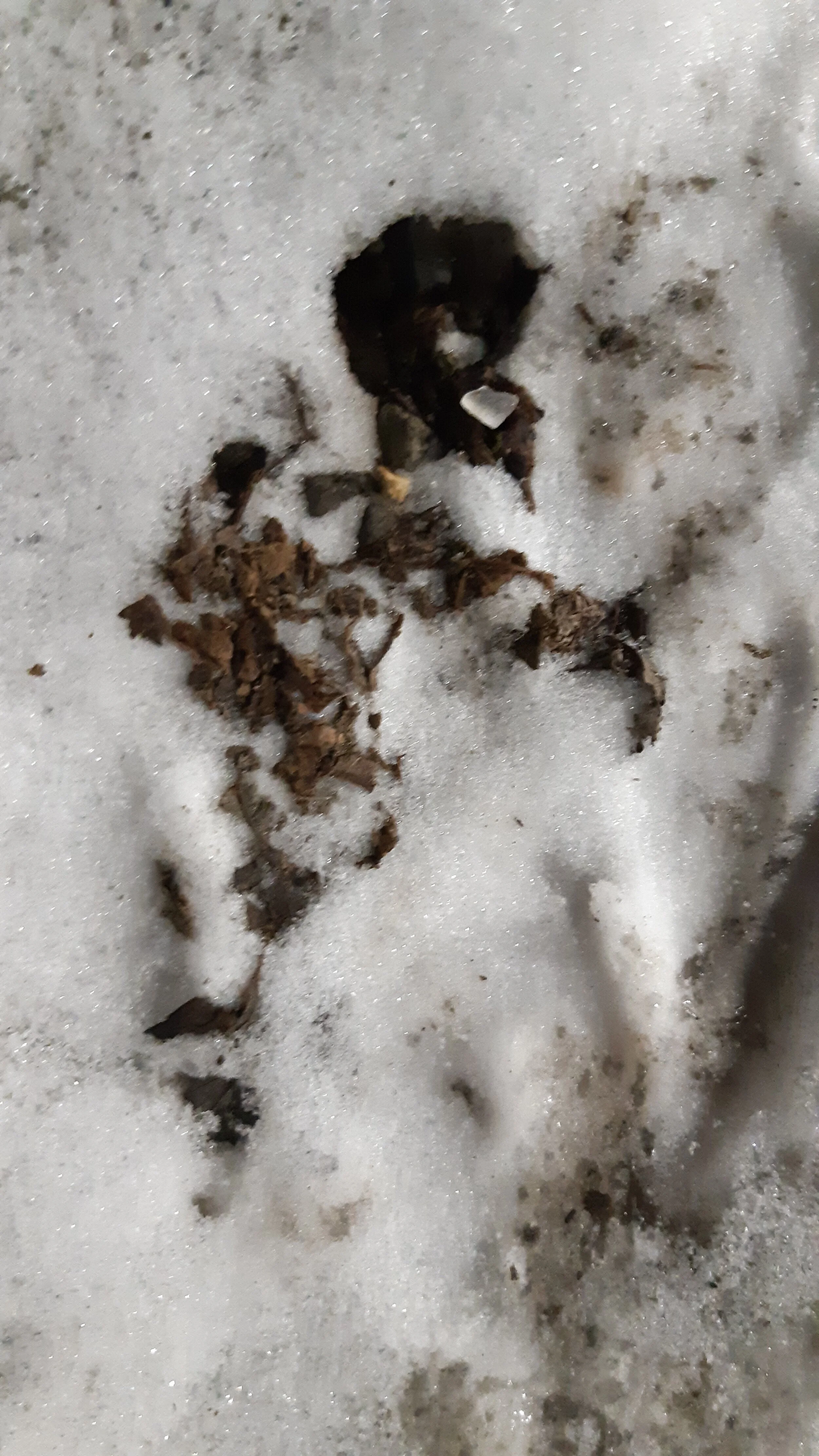Toronto Snow and Ice 135.jpg