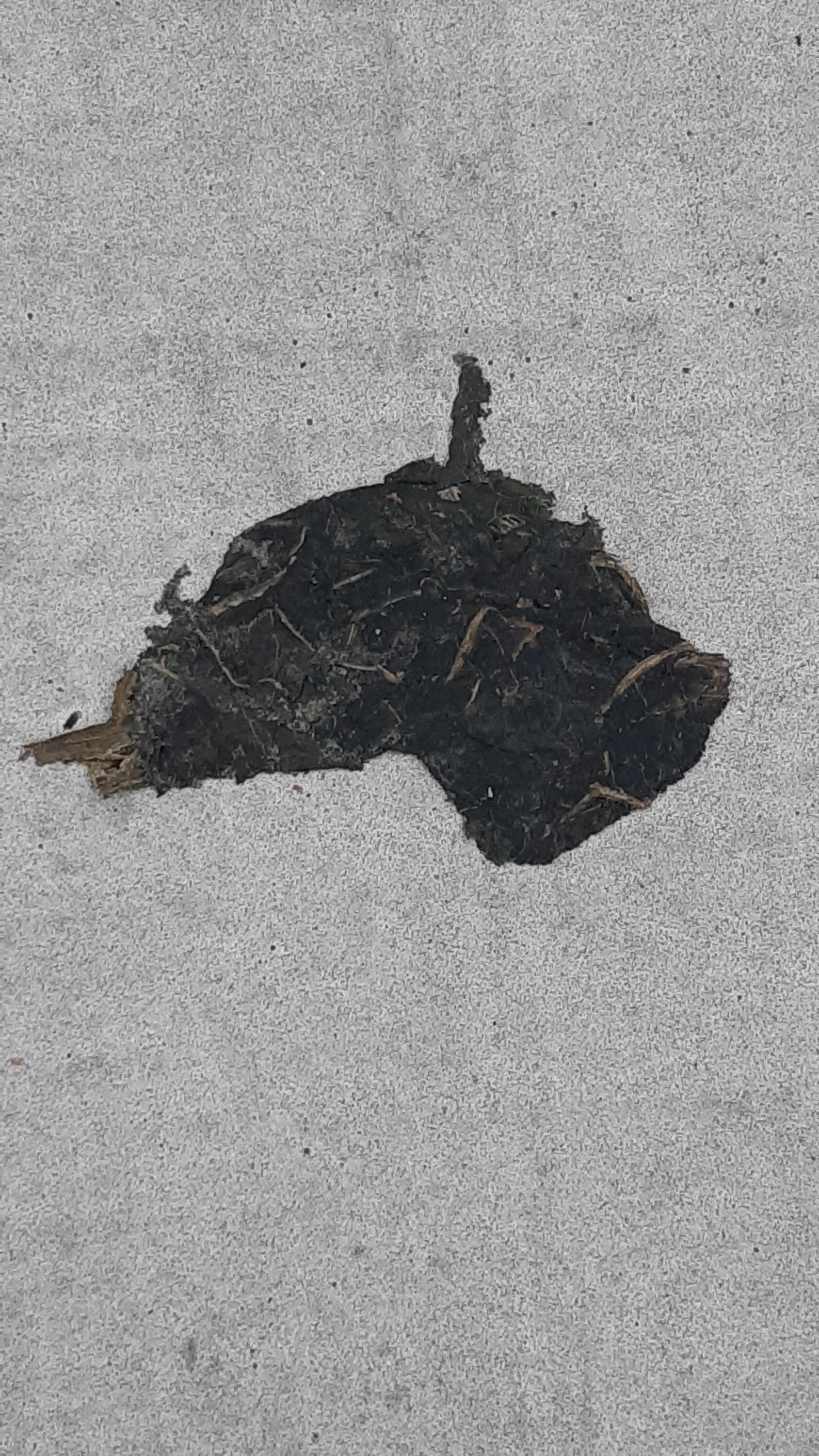 Found Creatures Toronto 118.jpg