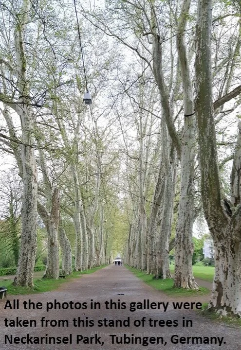 Tubingen trees with text cropped.jpg
