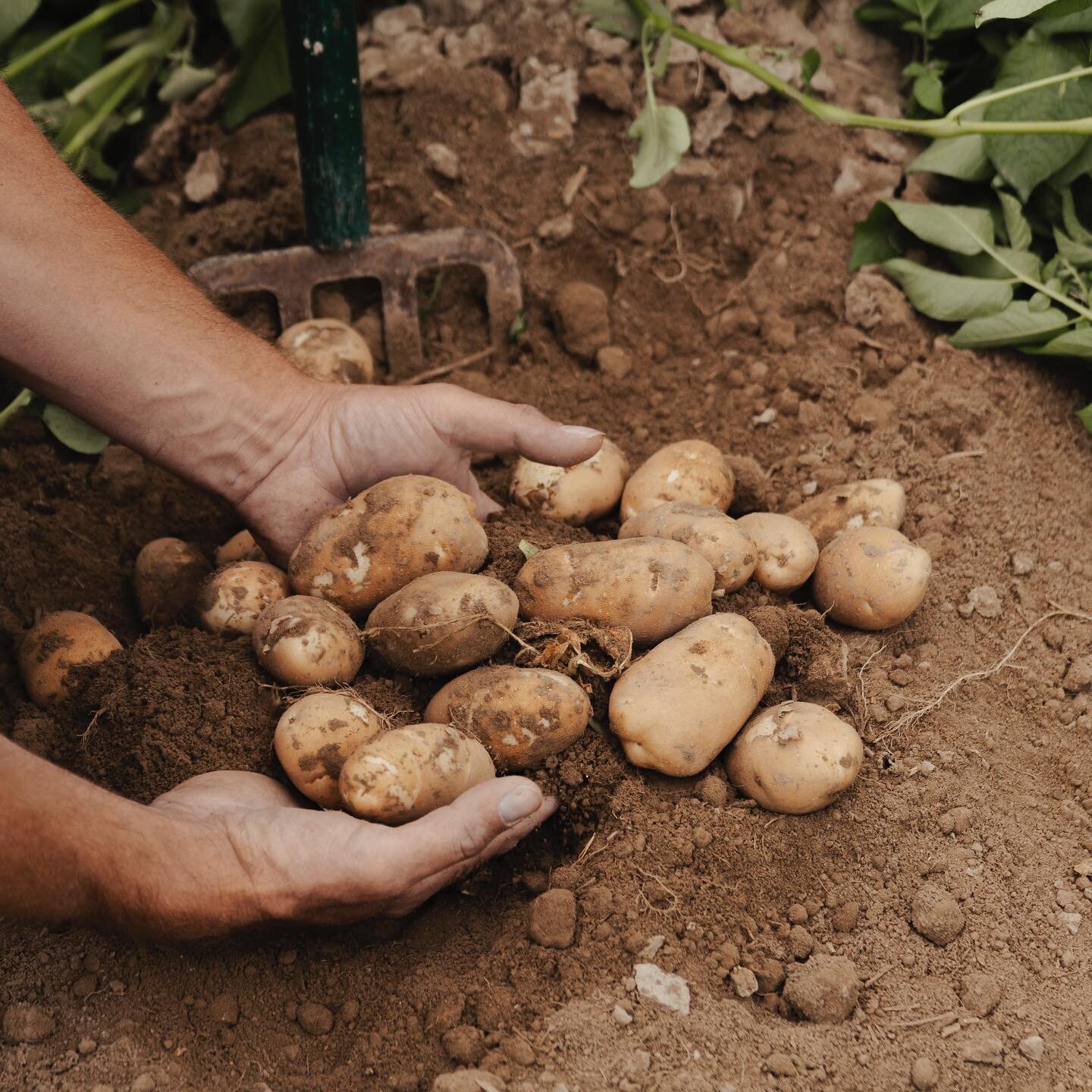 Potato, Corn, &amp; Winter Wheat &mdash;
Distilled from three, mountain valley crops. A true farm-to-glass Vodka.