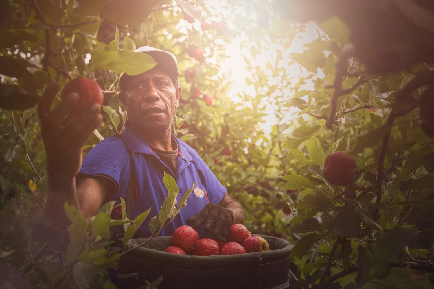 An RSE orchard worker picking red apples in the early morning light on a Hawke's Bay orchard