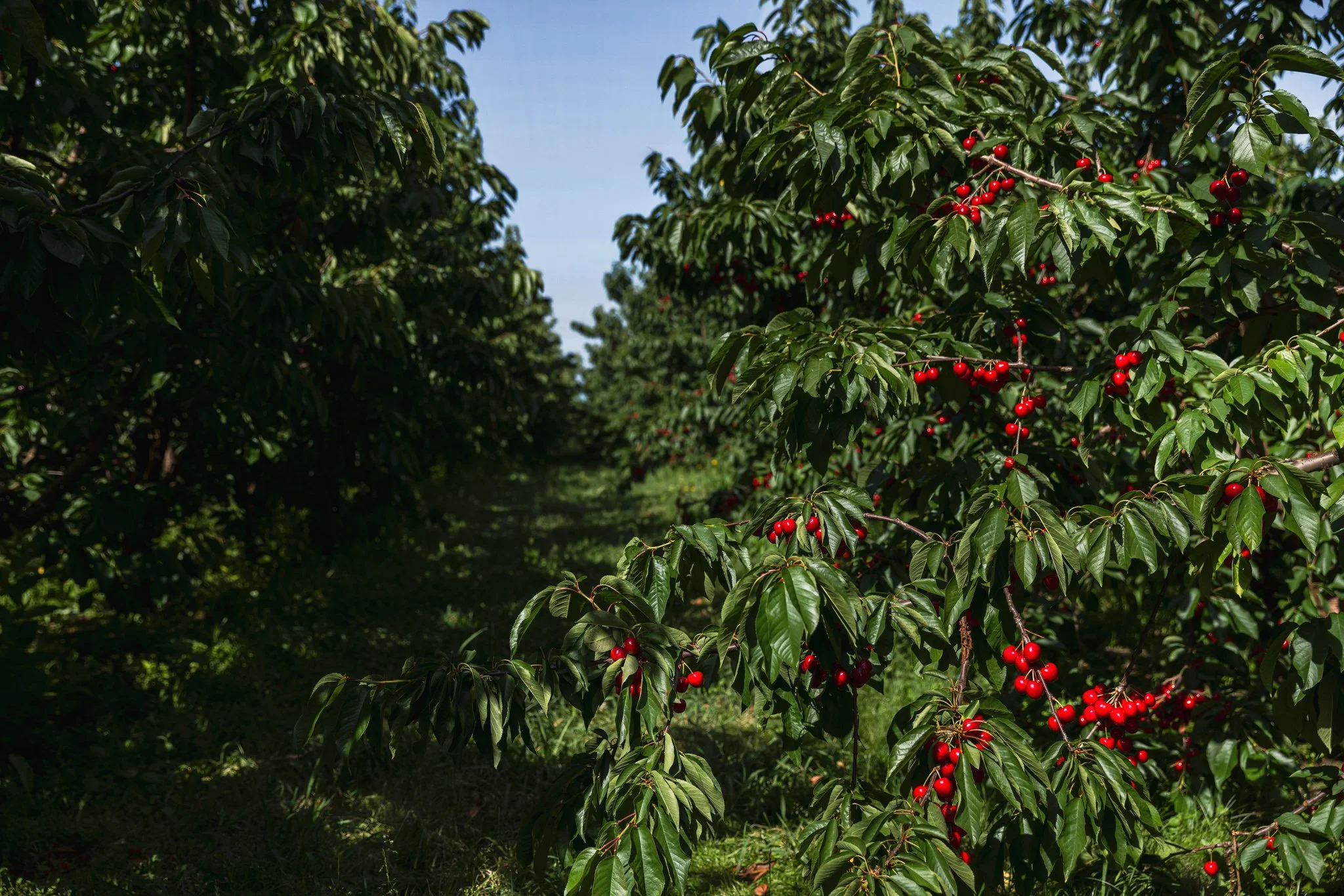 Fresh red cherries on a tree in a cherry orchard