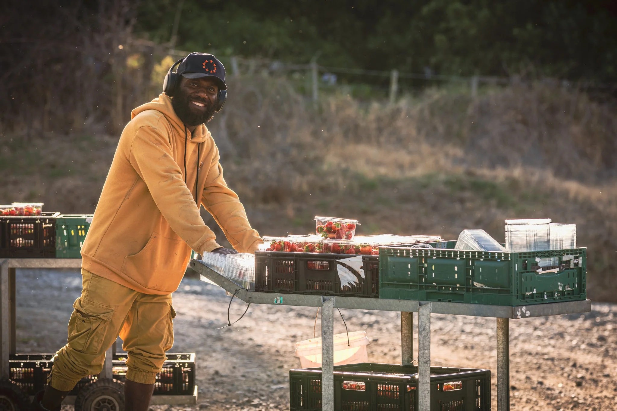 An RSE worker pushing a trolly containing berries on a berry farm