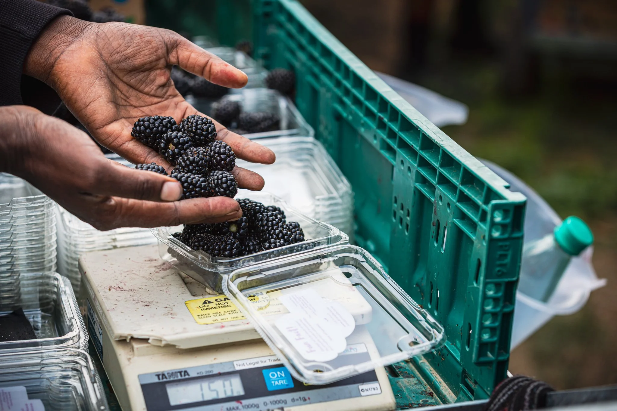 An RSE worker putting Blackberries into boxes on a berry farm