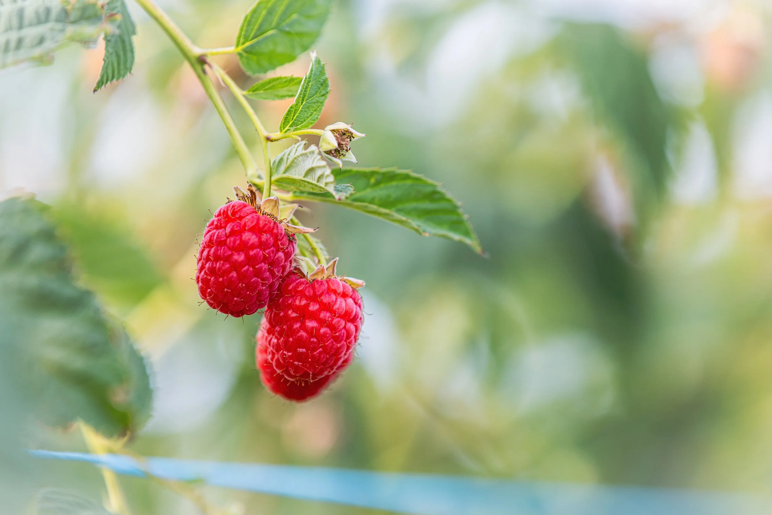 Ripe raspberries hanging on a raspberry bush