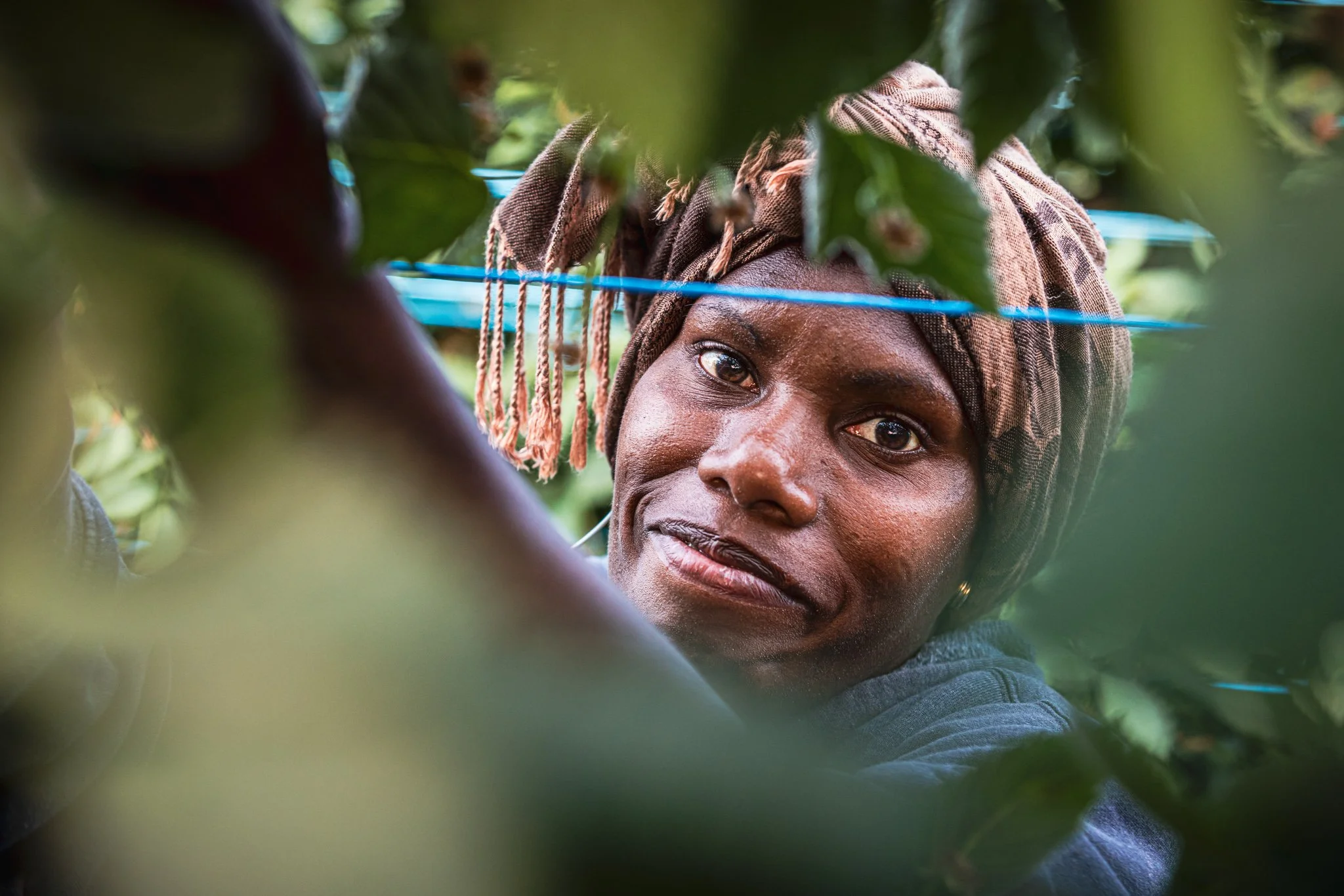 An RSE worker looking at the camera through leaves of a blackberry bush