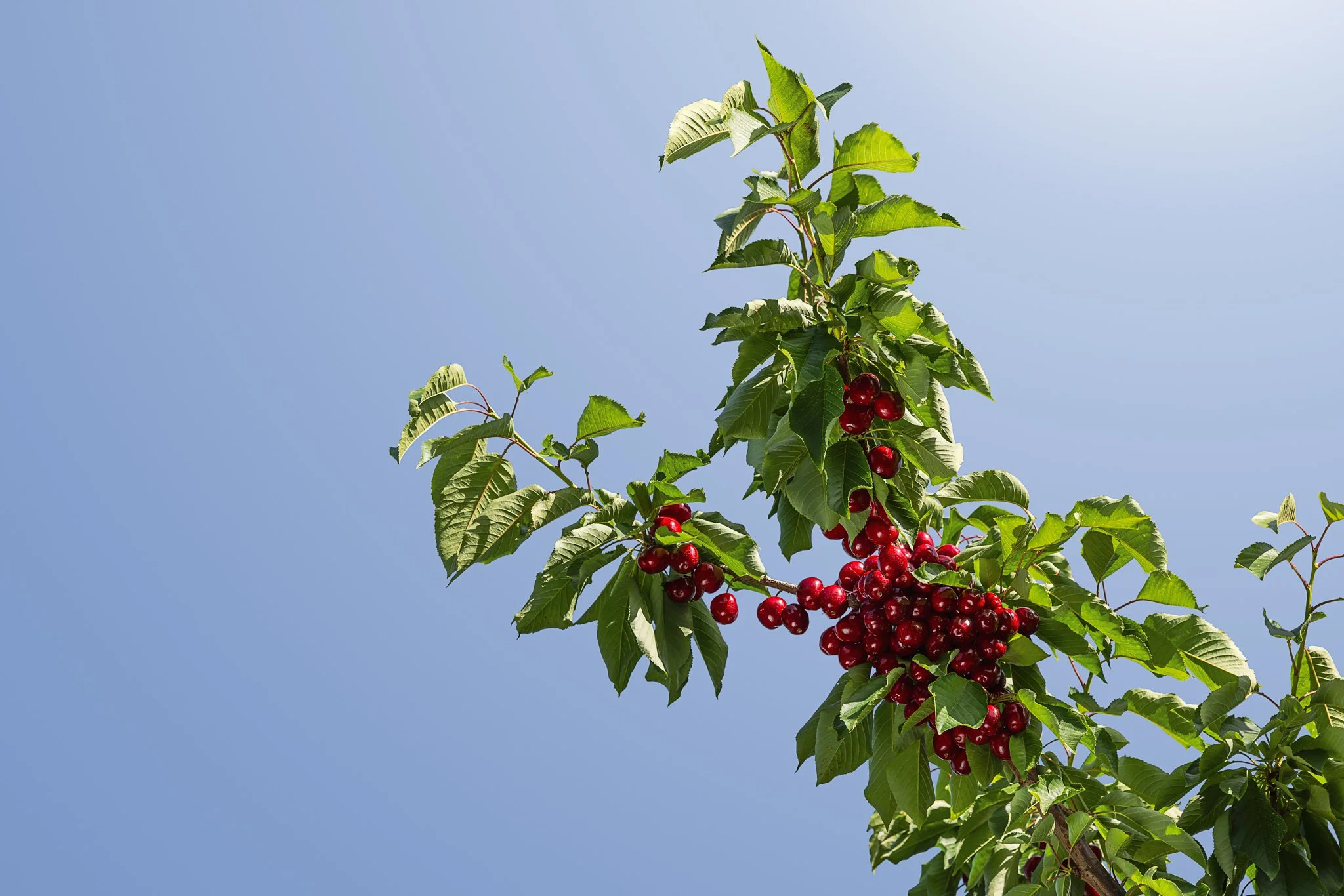 Looking up at fresh red cherries on a tree, with a blue sky behind